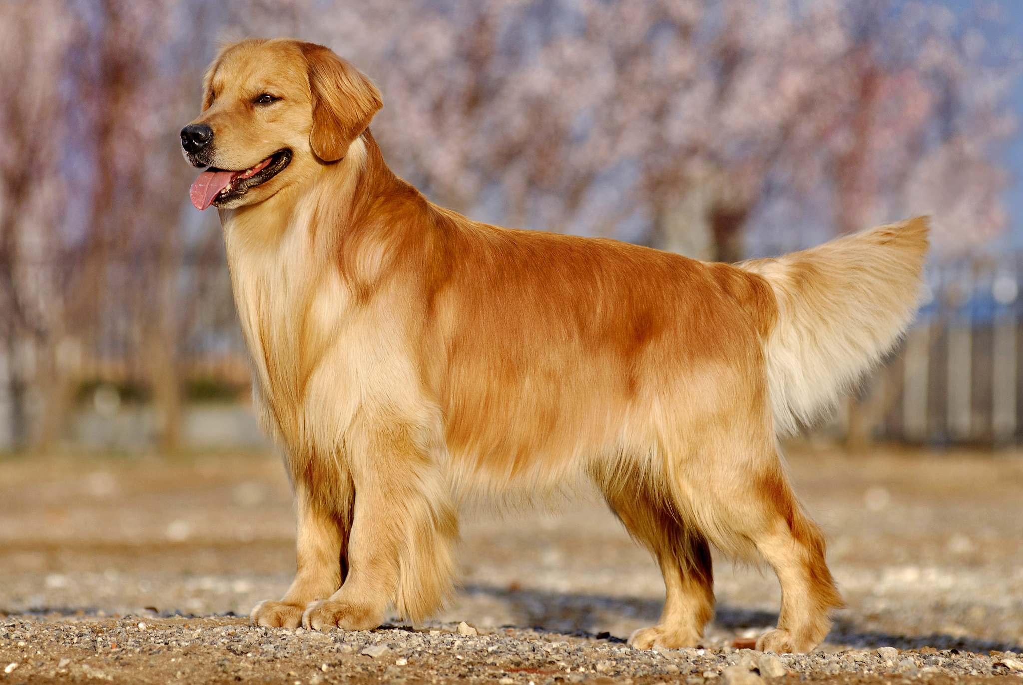 金毛幼犬狗场