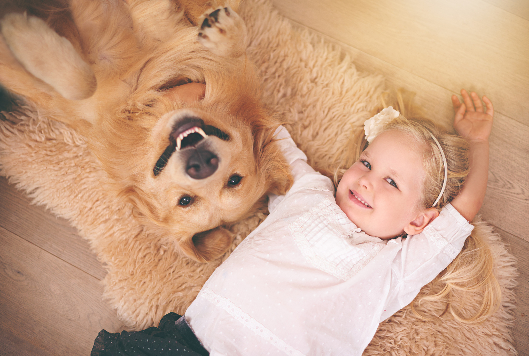 金毛幼犬纯