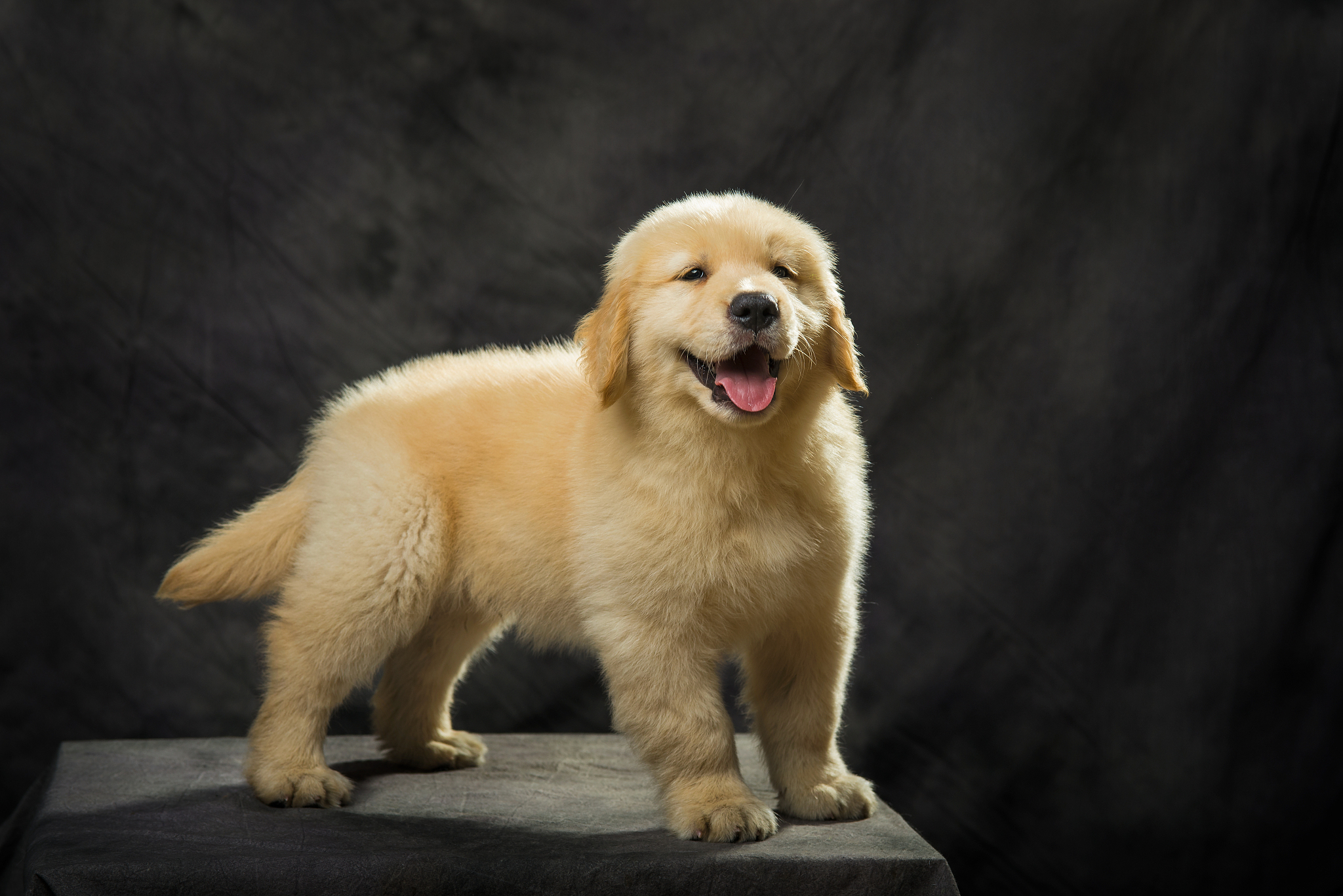 金毛幼犬纯种价格