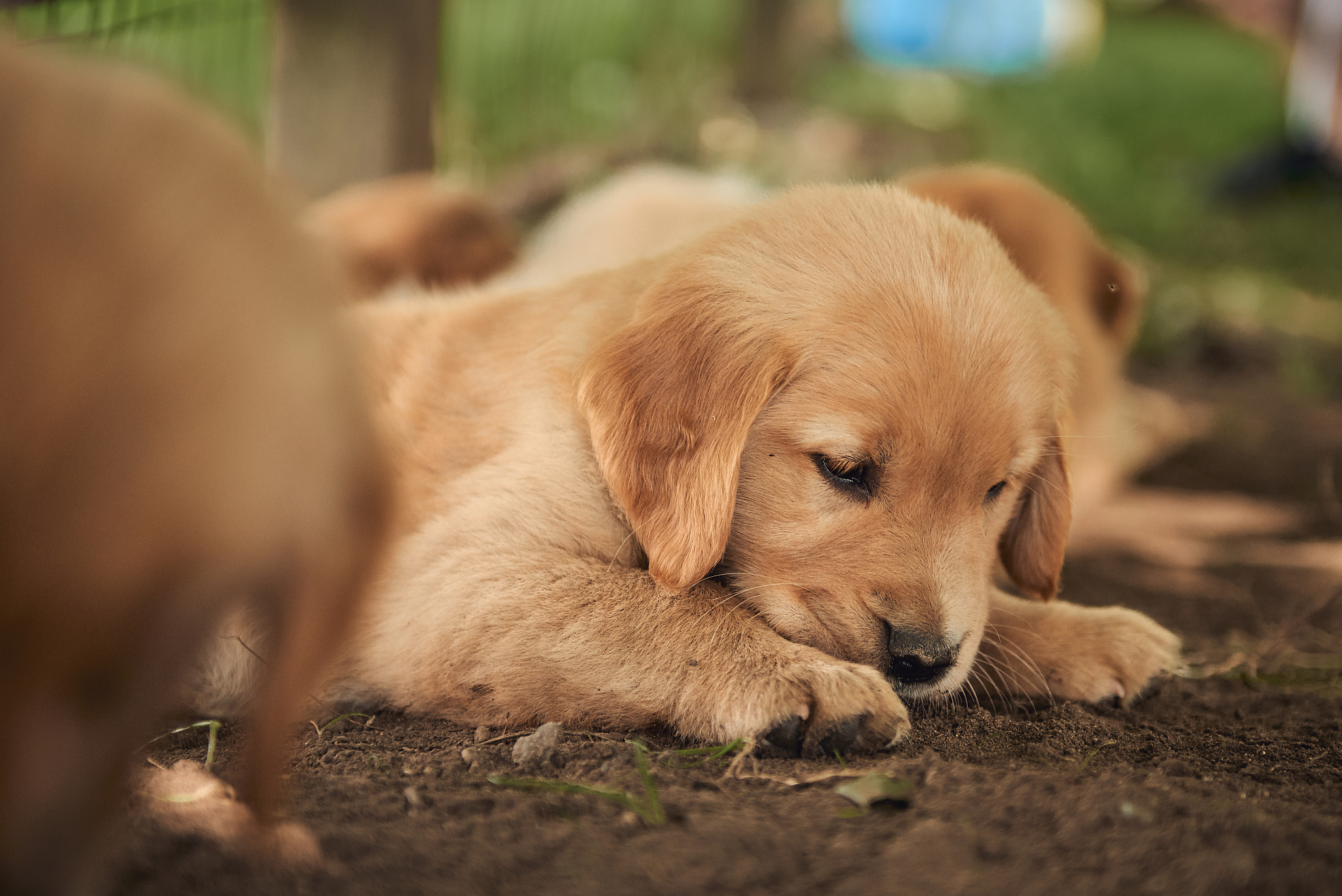 金毛犬什么价格