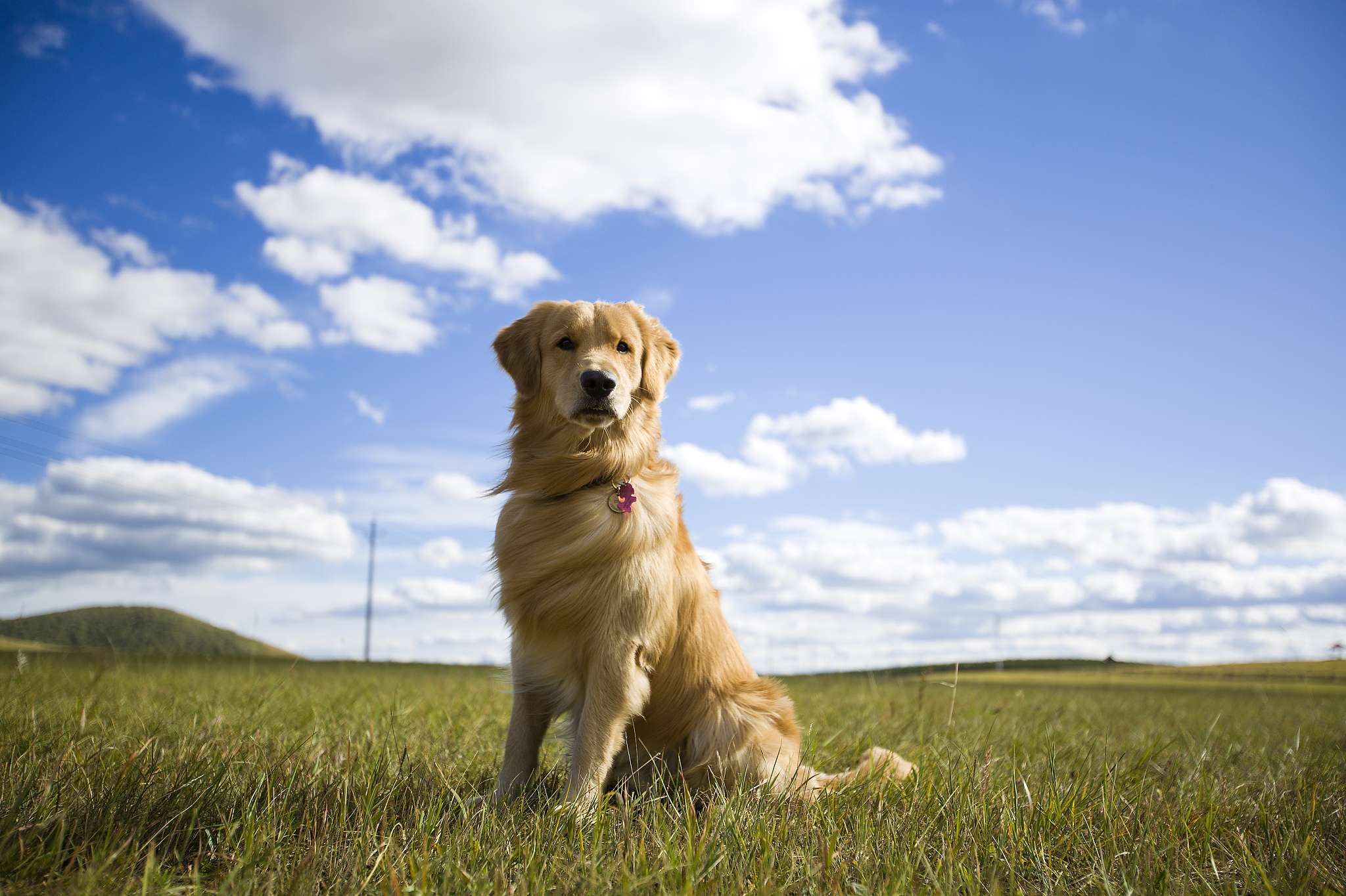 金毛犬喂养方法