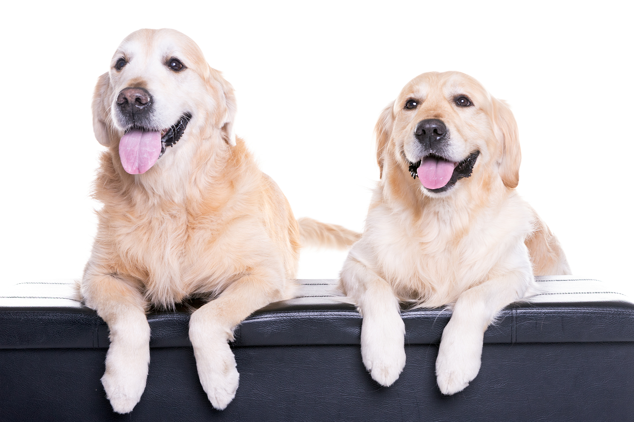 金毛犬喂食