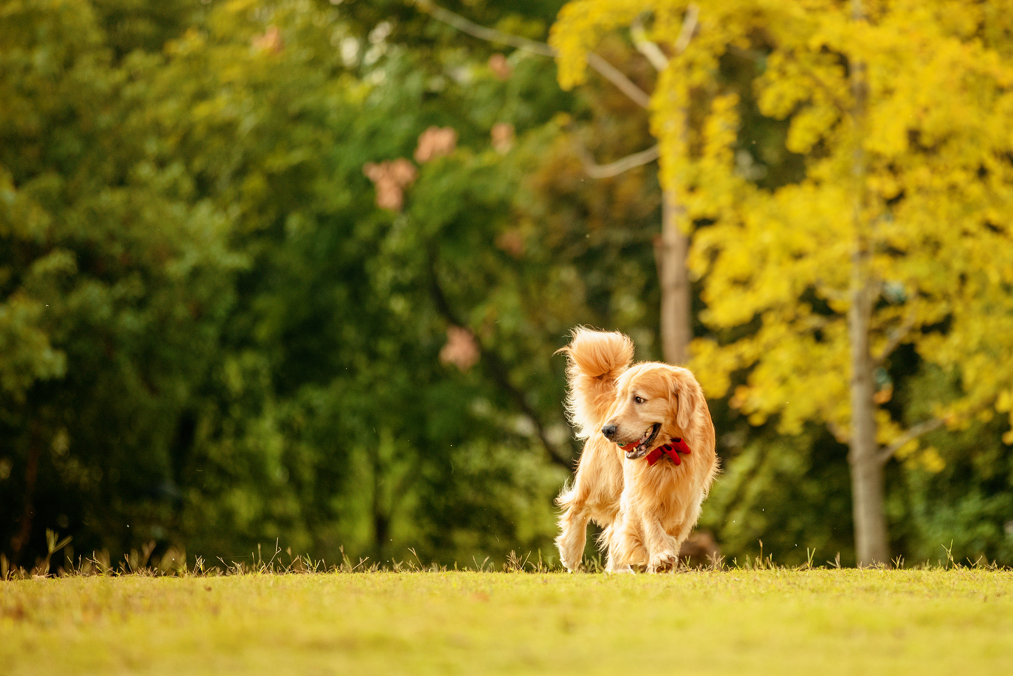 金毛犬图