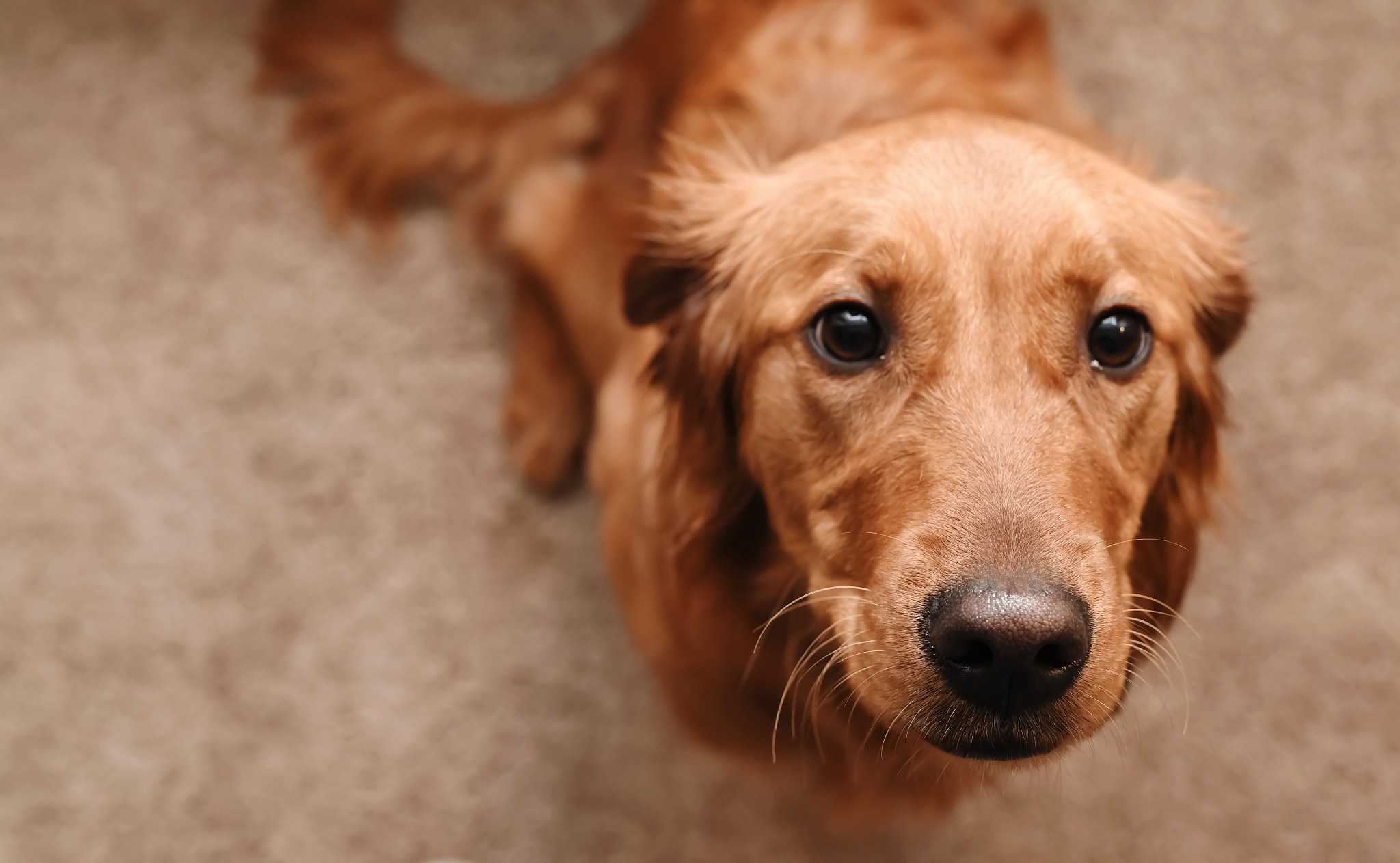 金毛犬幼崽多少钱