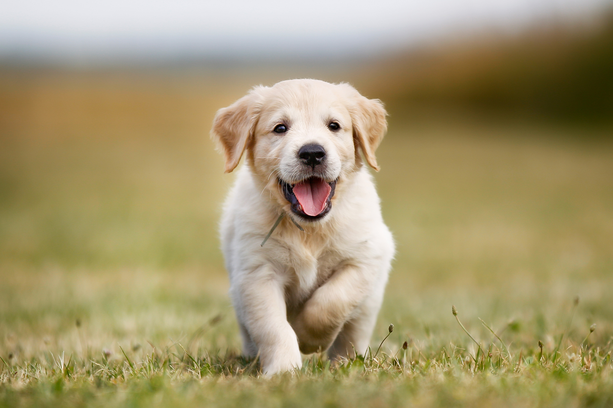 金毛犬幼犬卖多少