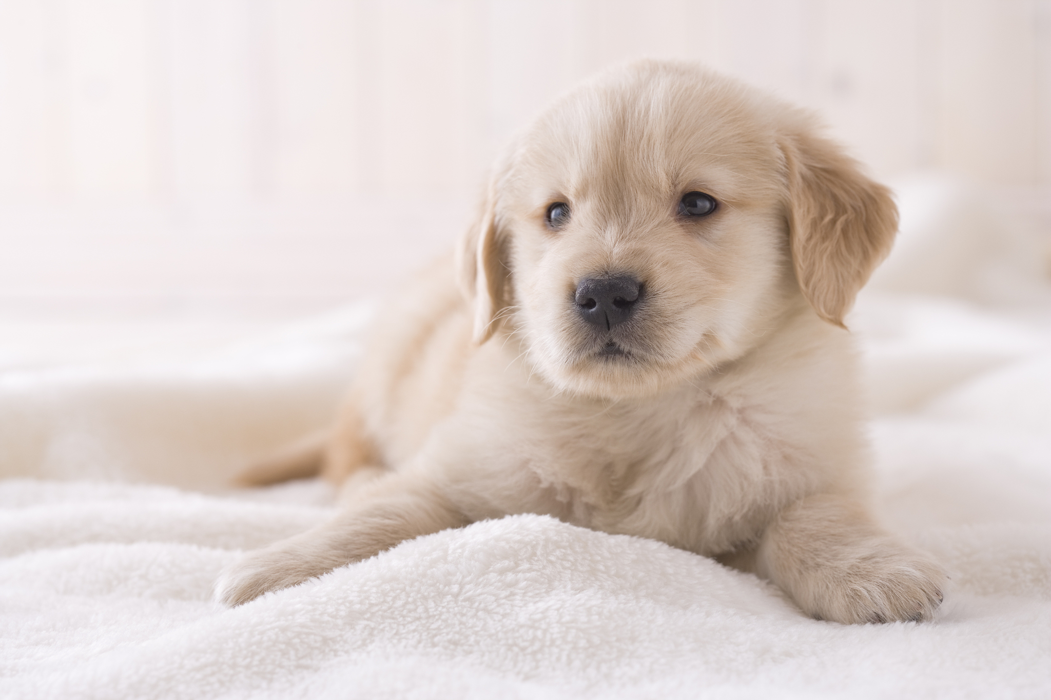 金毛犬幼犬报价