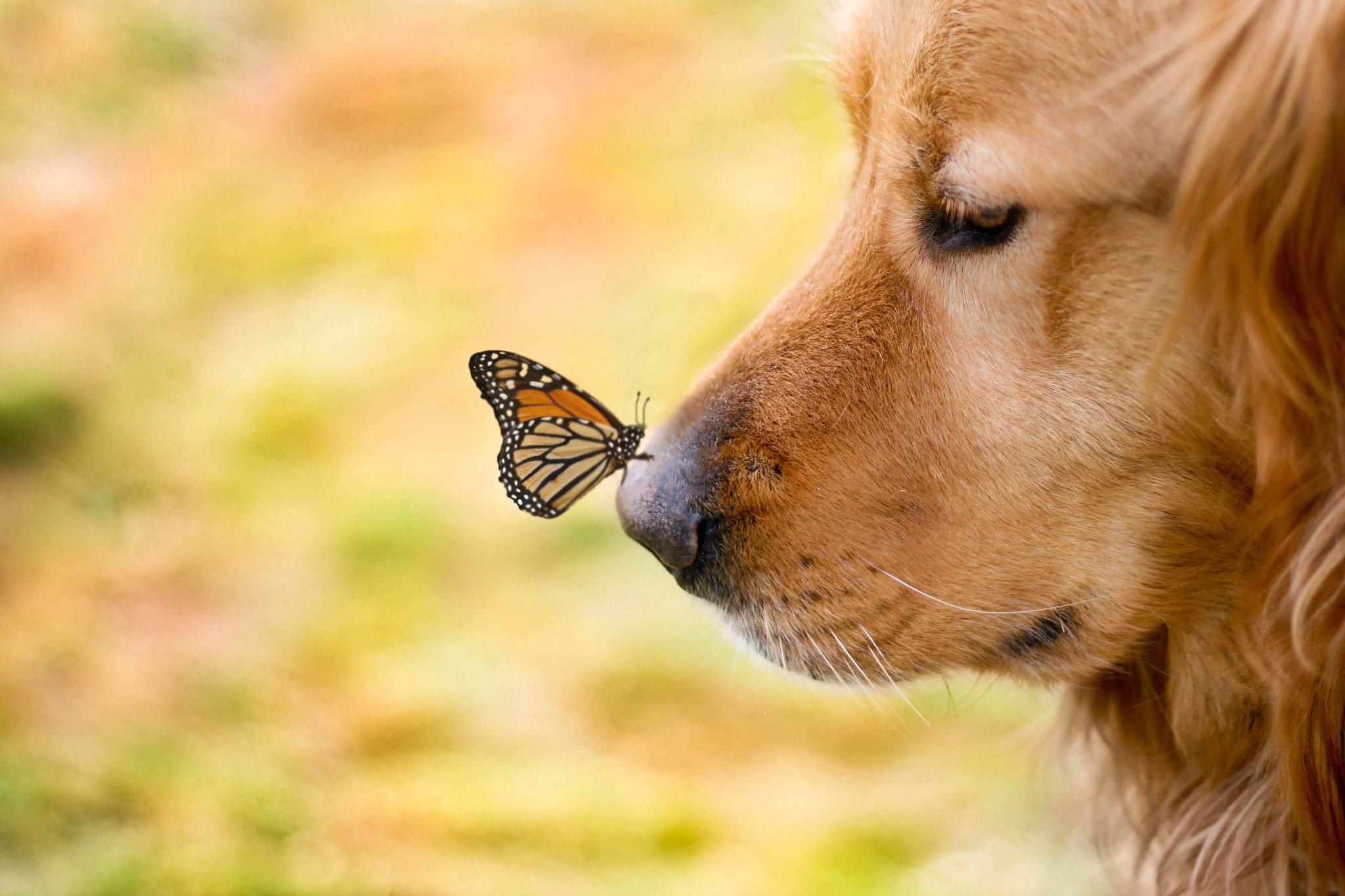 金毛犬幼犬的价格