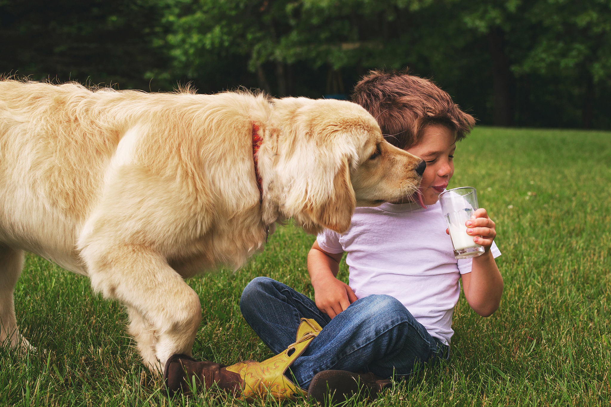 金毛犬幼犬钱