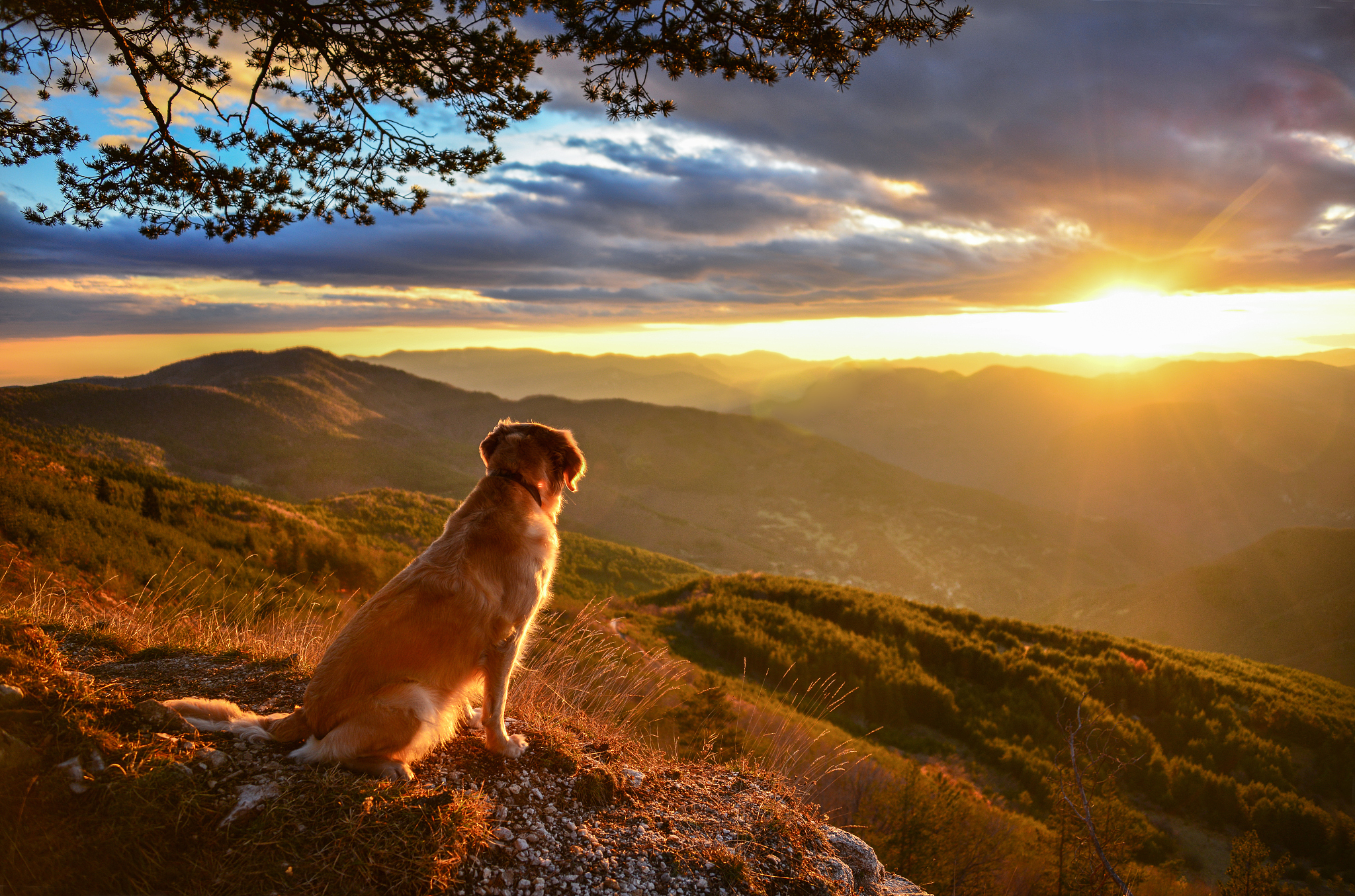 金毛犬段景柱