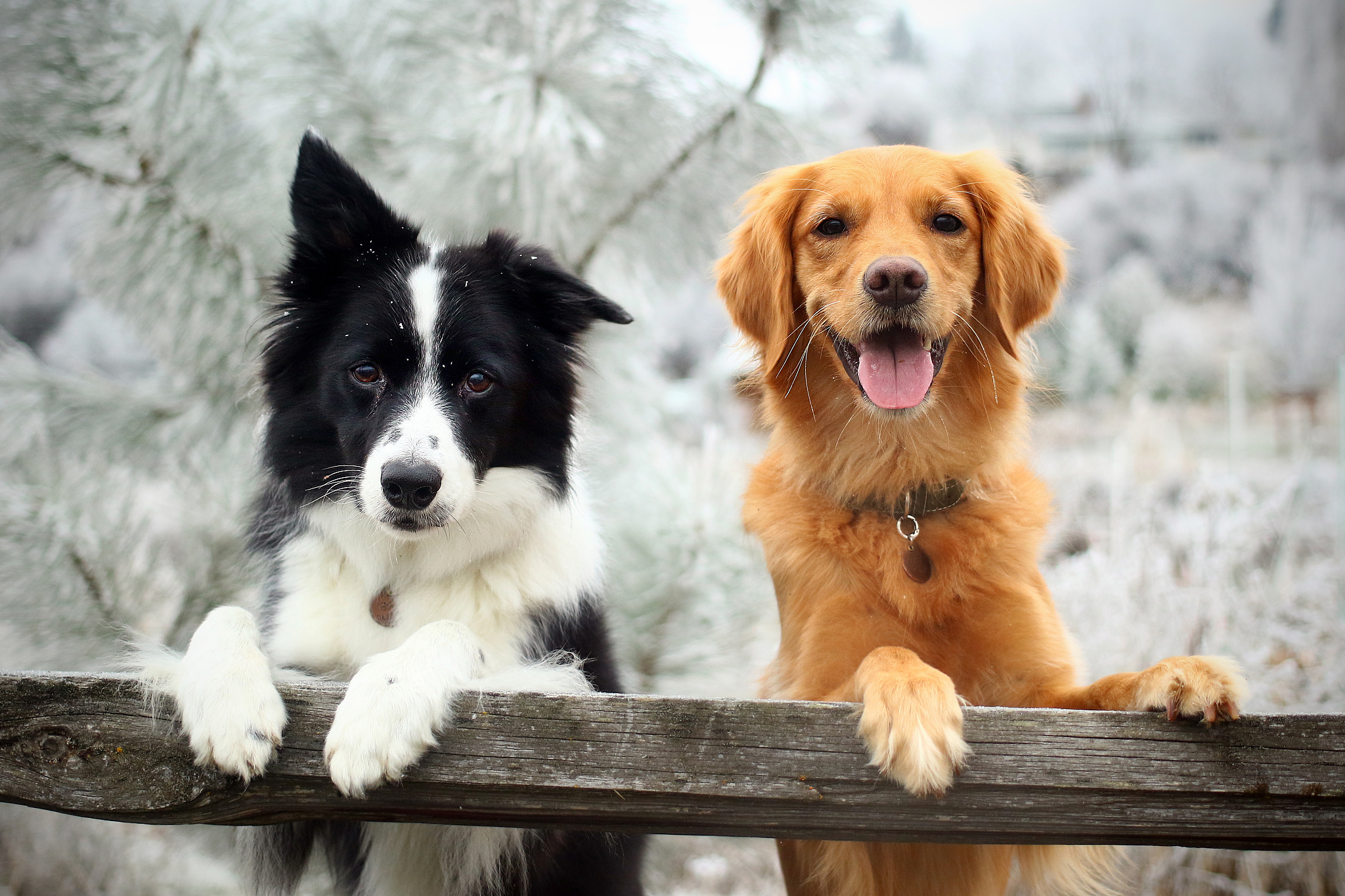 金毛犬的价格