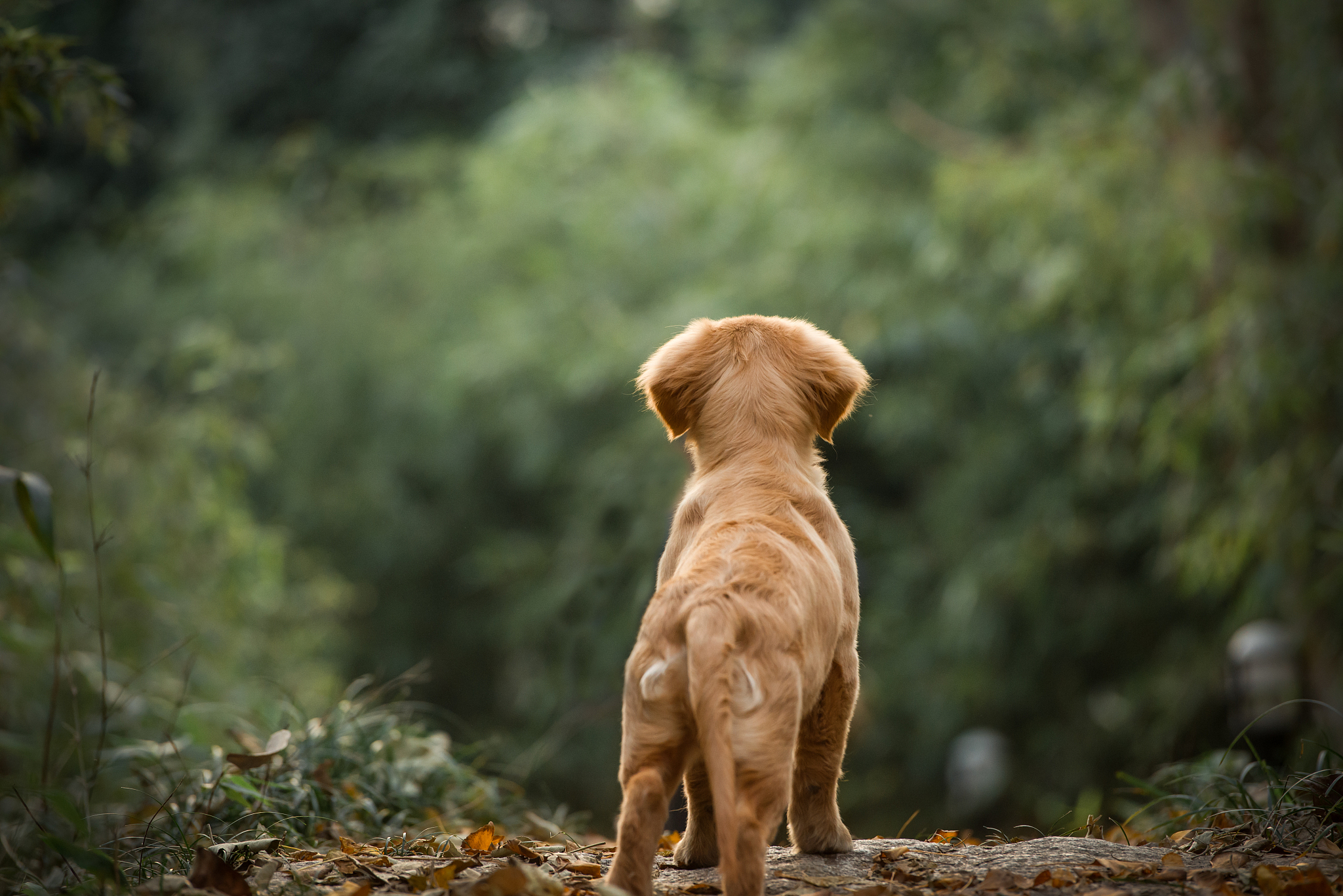 金毛犬聪明吗