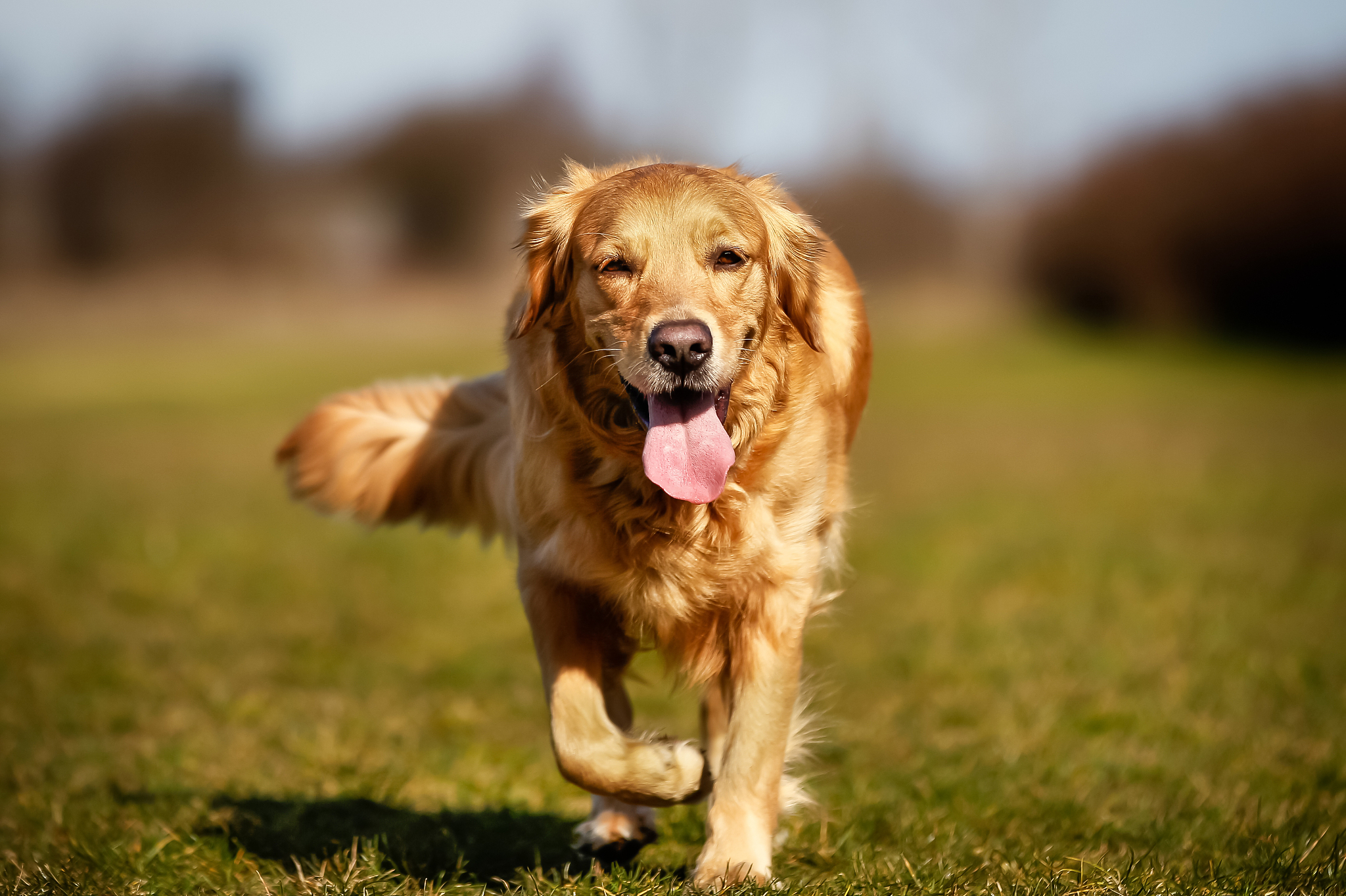 金毛犬黑色幼犬价格