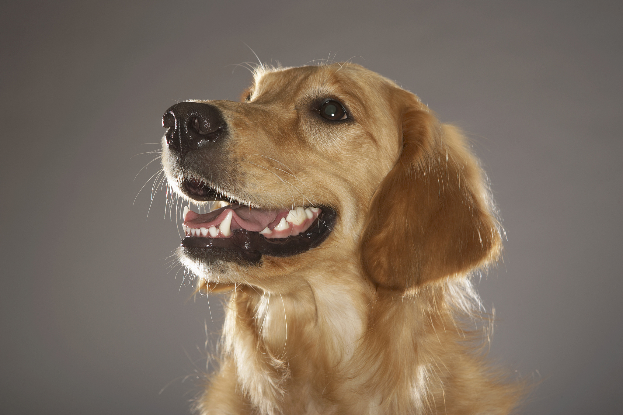 金毛狗幼犬价格多少