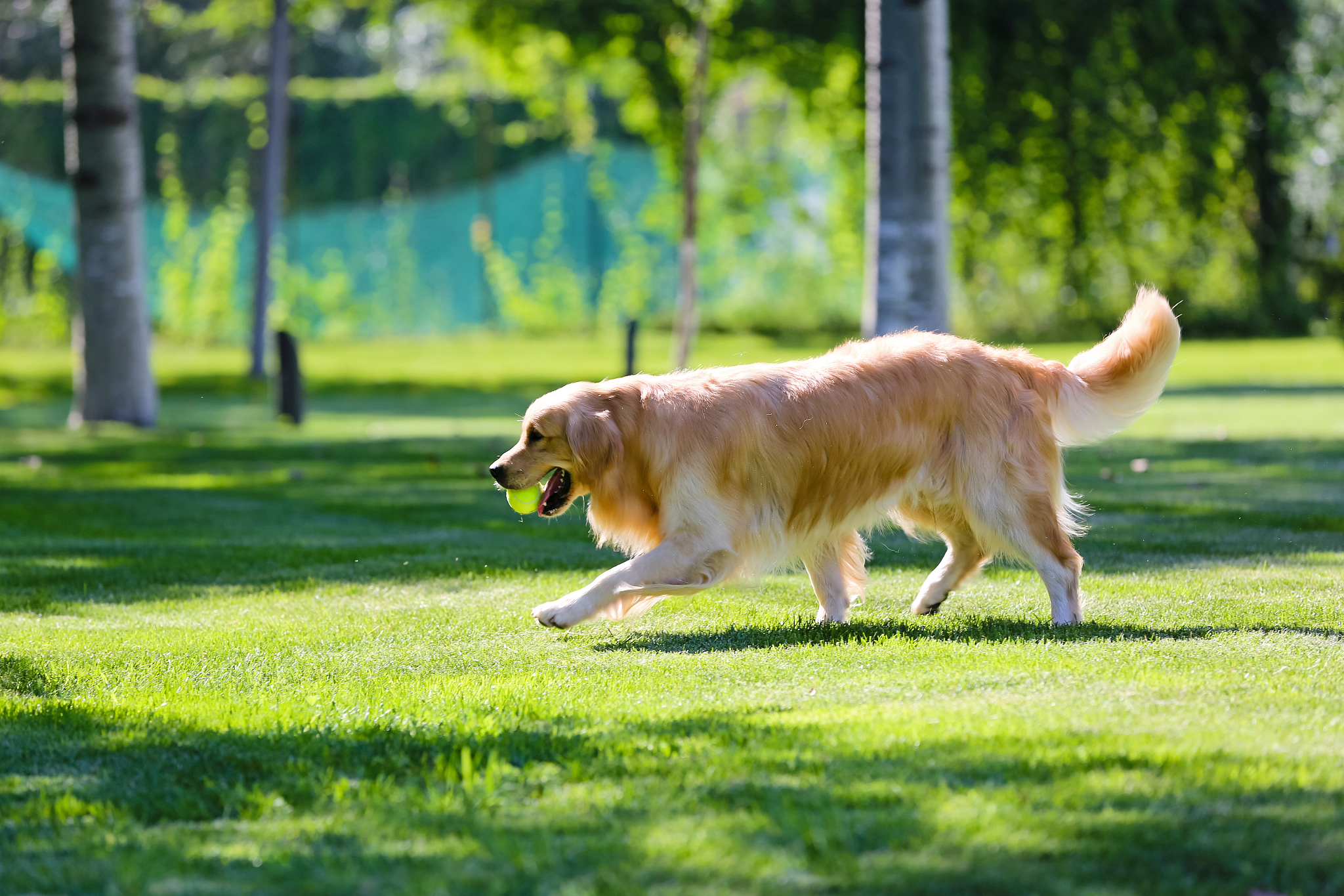 二个月金毛犬