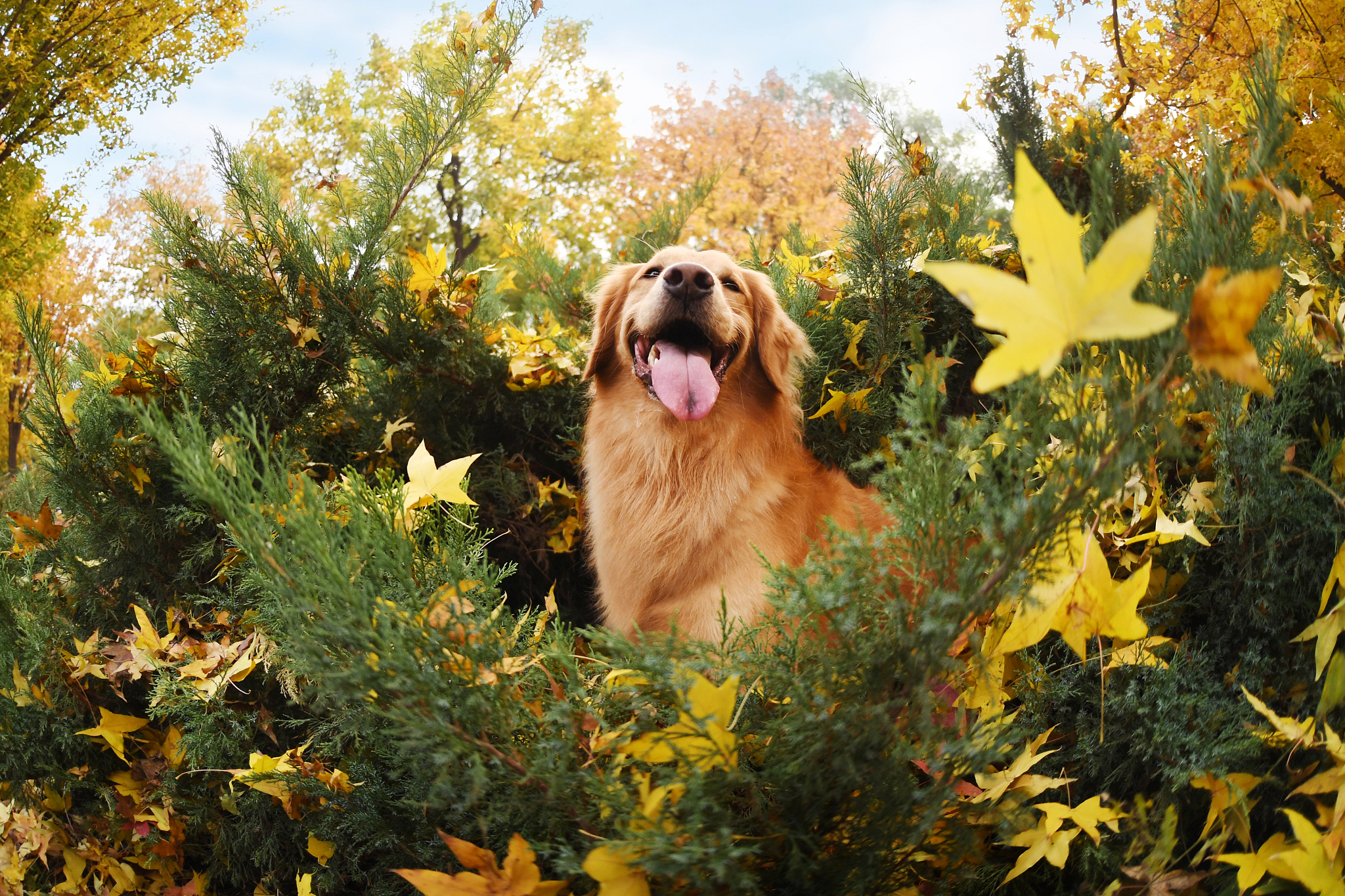 健康金毛犬