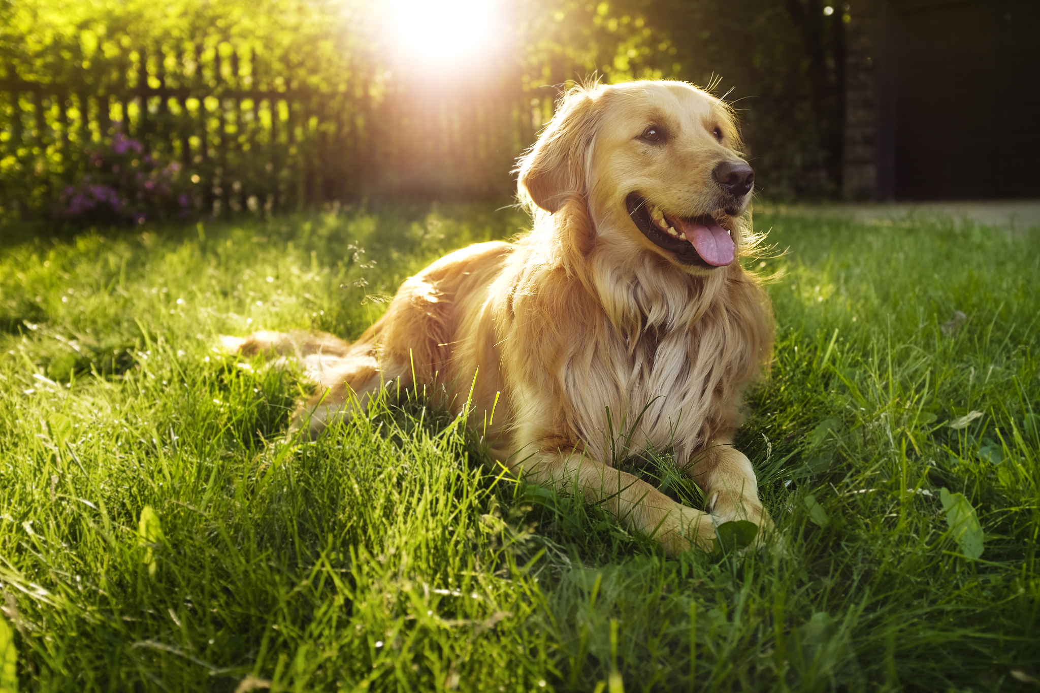 刚出生的金毛犬多少钱一只