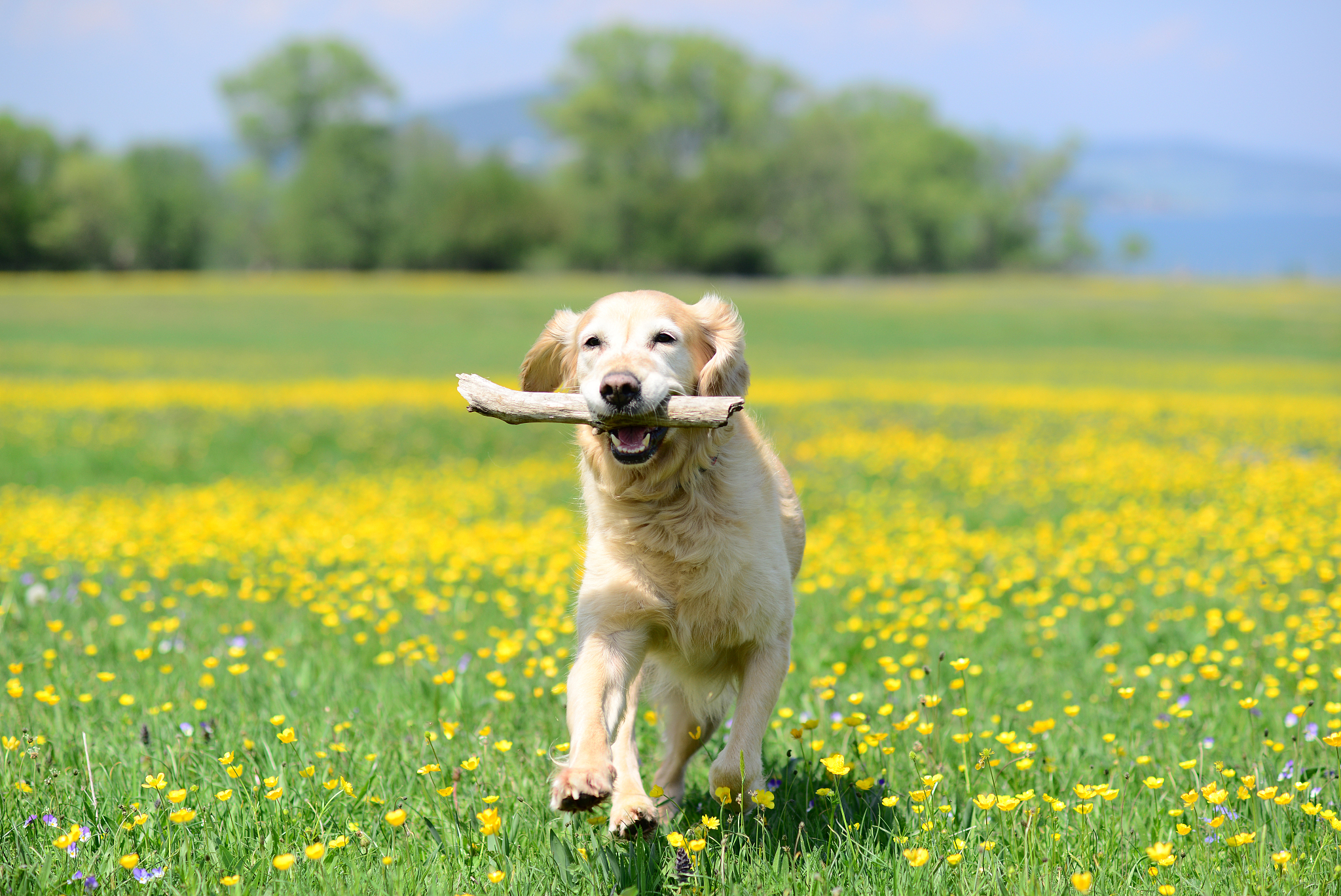 北京金毛犬多少钱