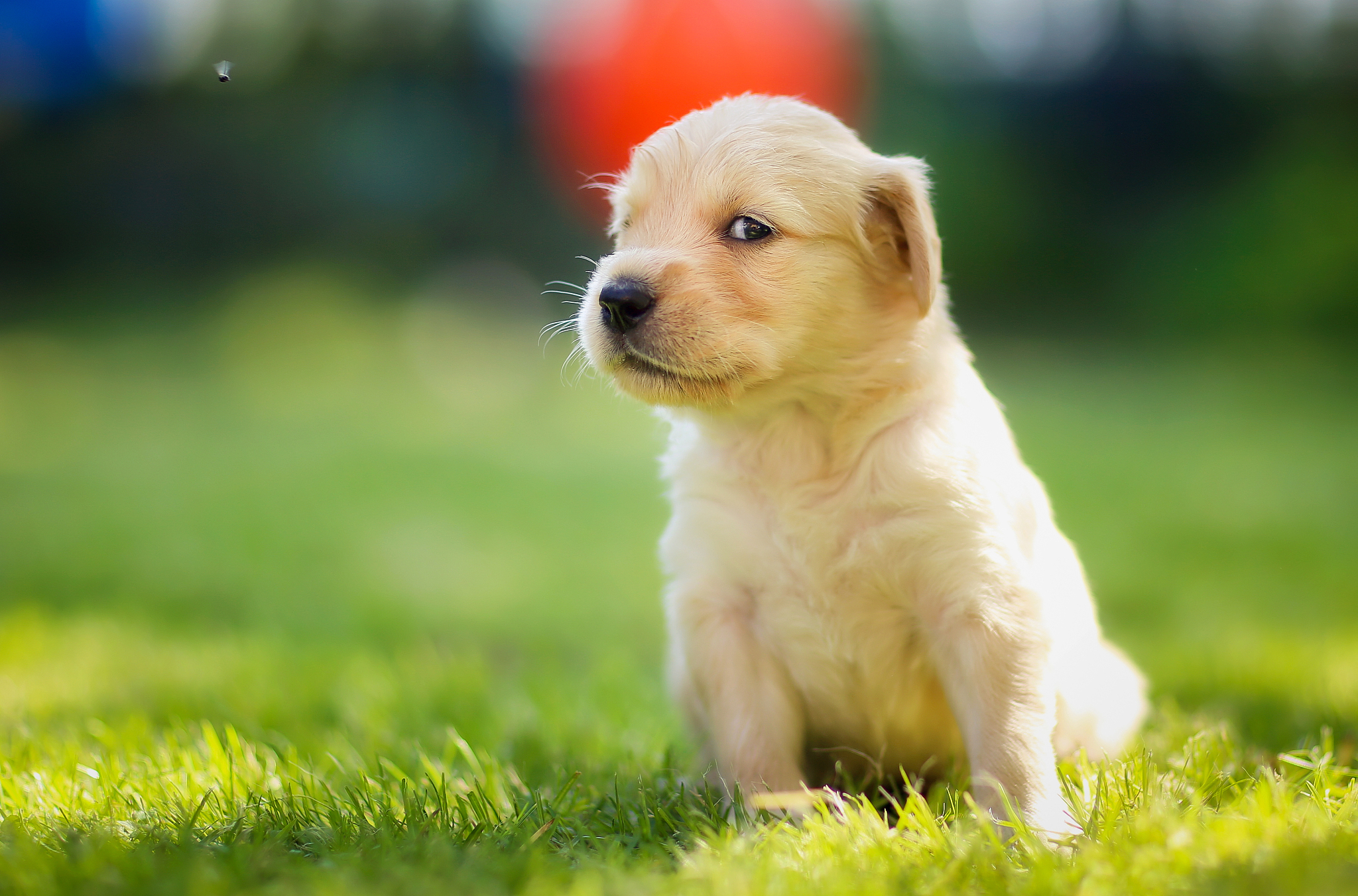 北京金毛犬多少钱一只