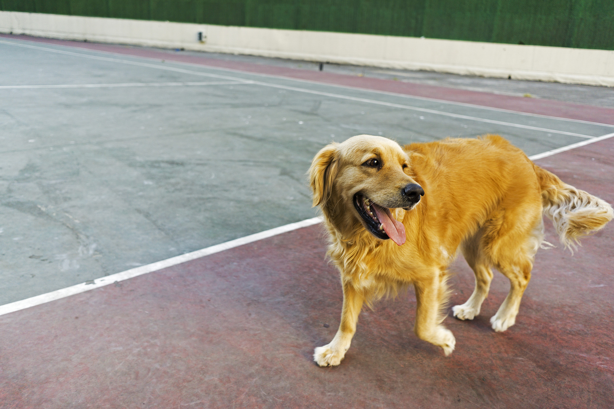 大骨架金毛犬