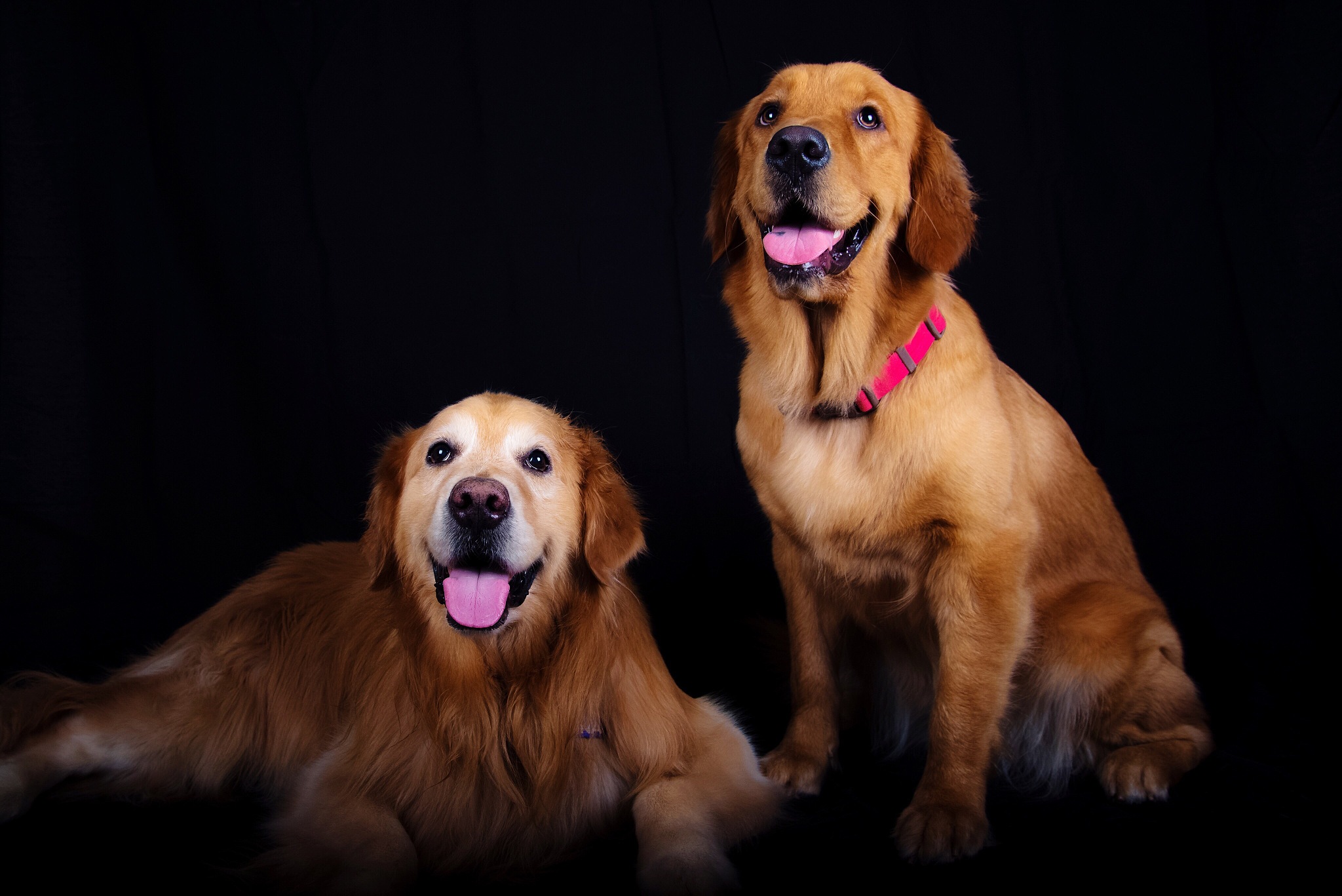 成年金毛犬多少钱一只幼崽