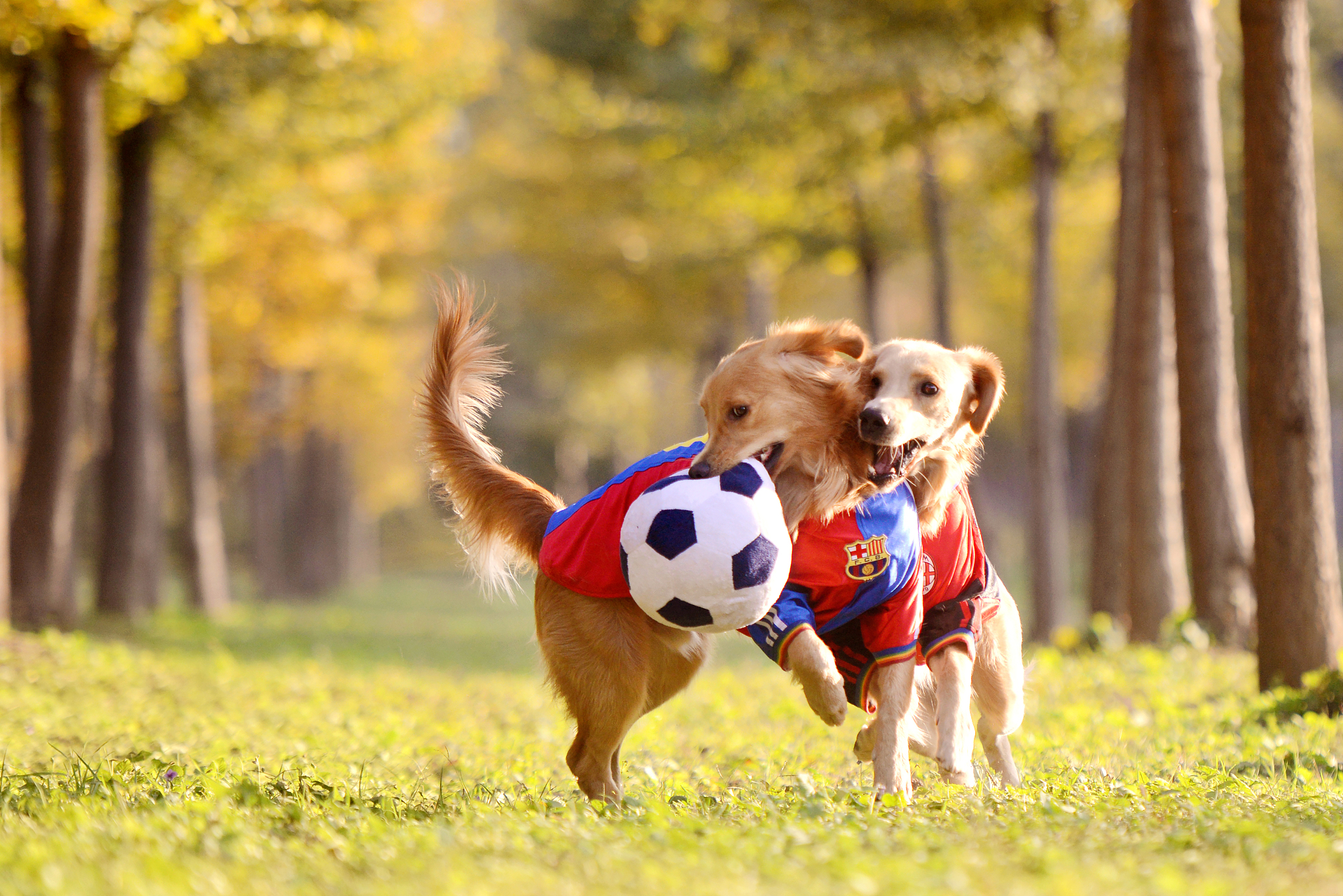 成年金毛犬能卖多少钱