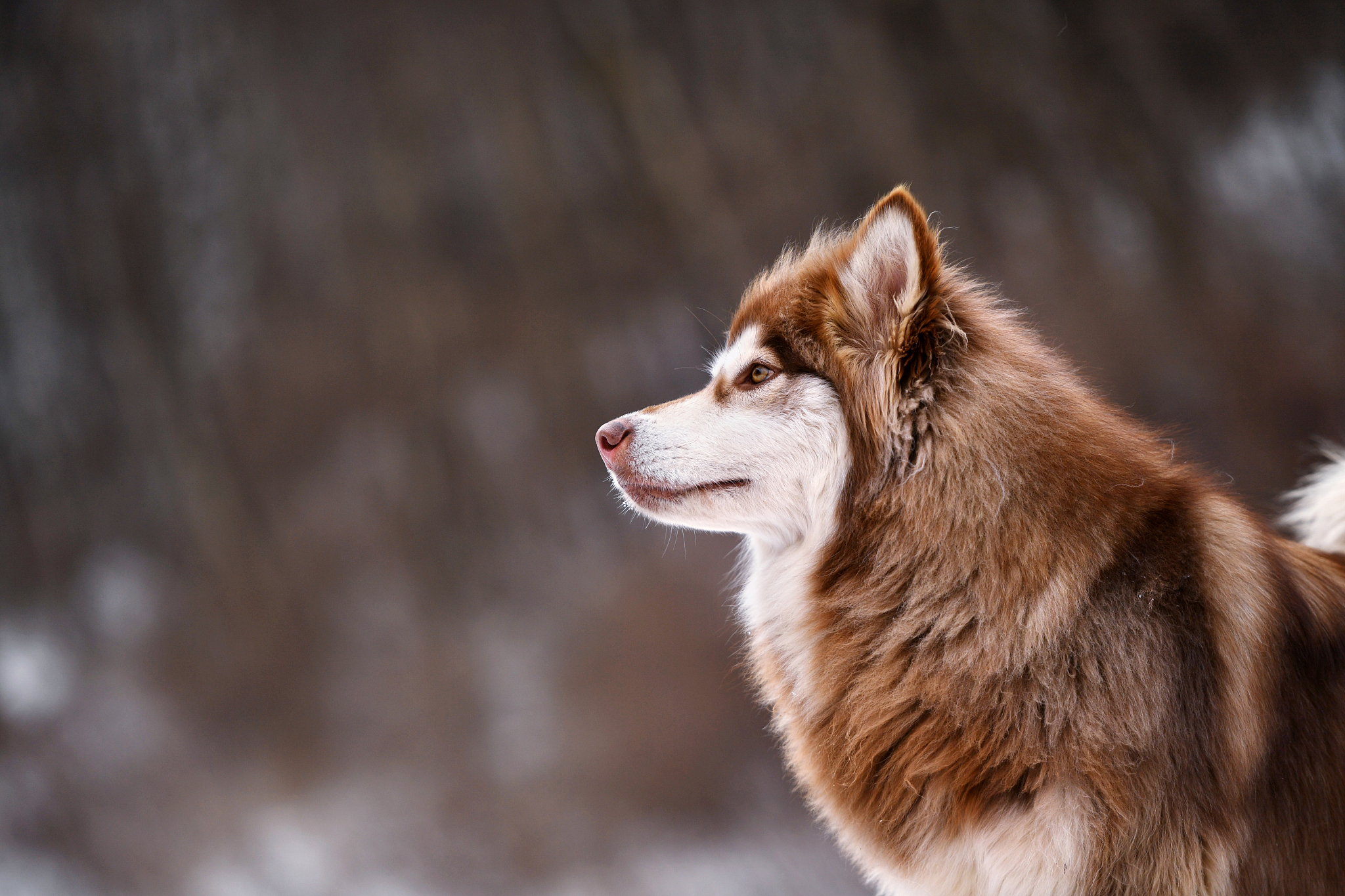 阿拉斯加犬金毛