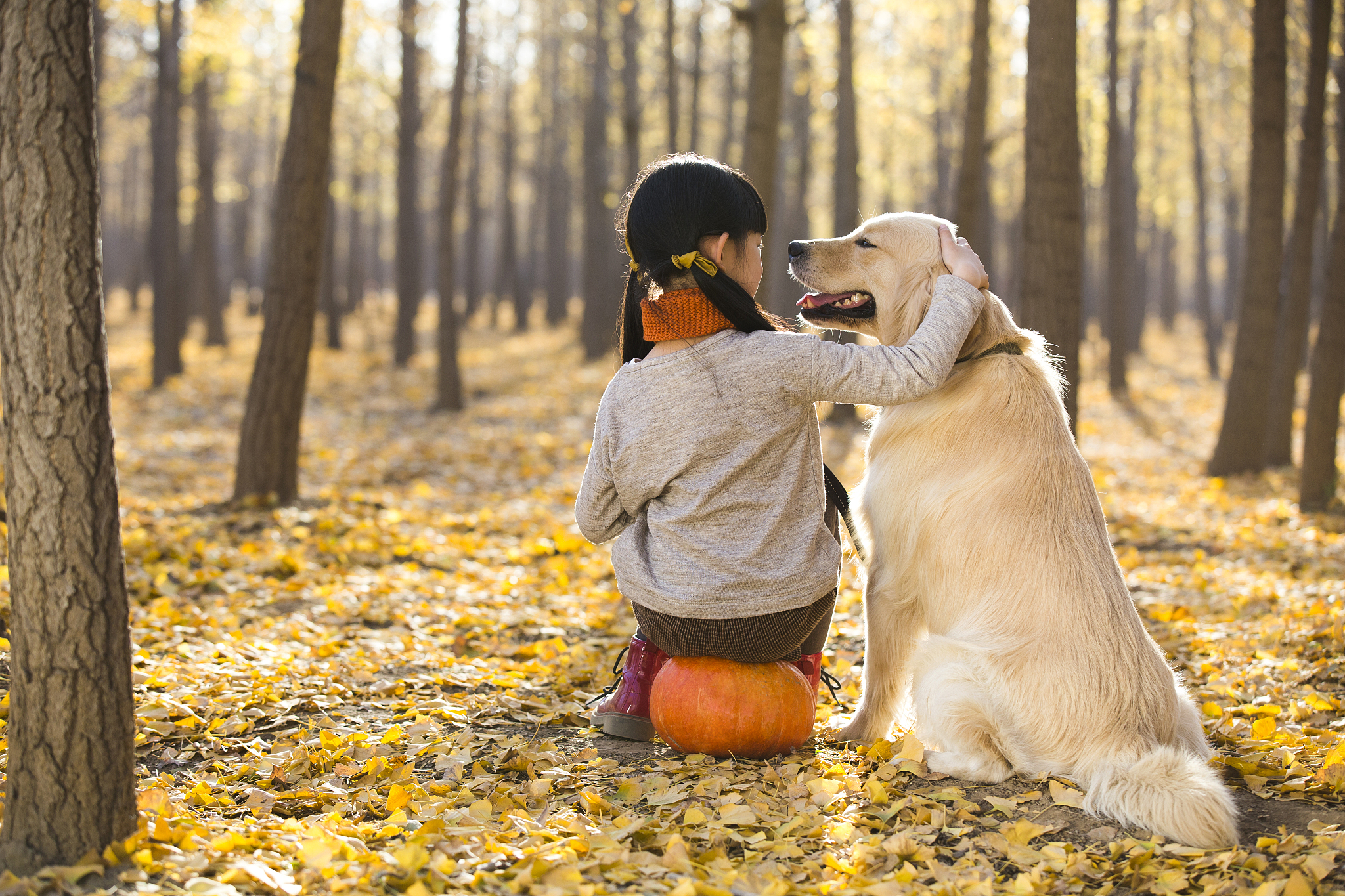 黑金毛犬多少钱一只幼崽