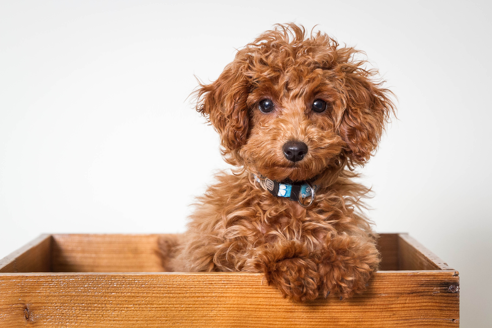 两个月大的泰迪犬每次喂多少