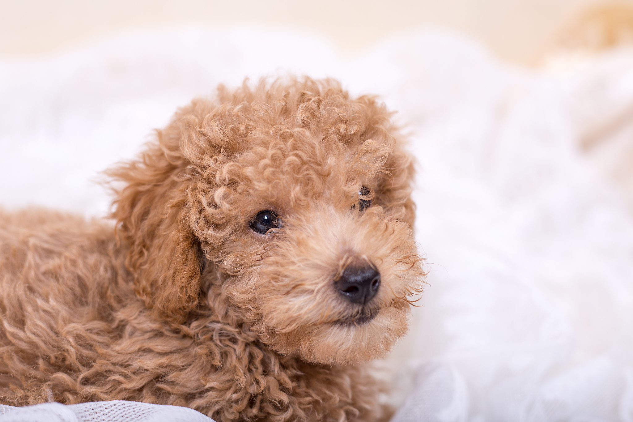 两个月泰迪犬价格