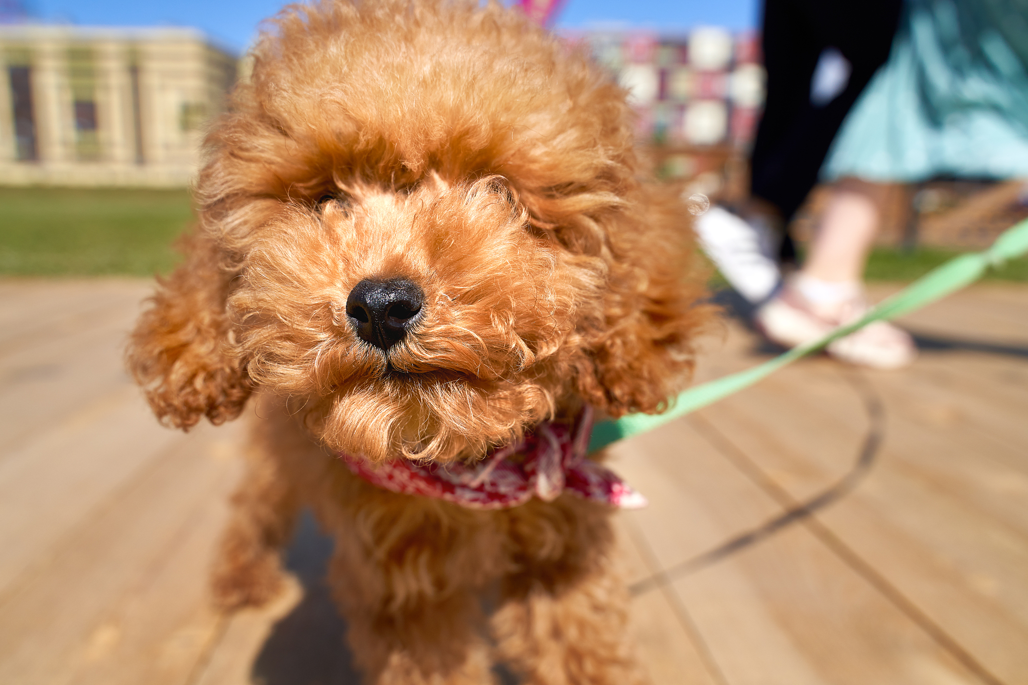 公成犬泰迪训练大小便