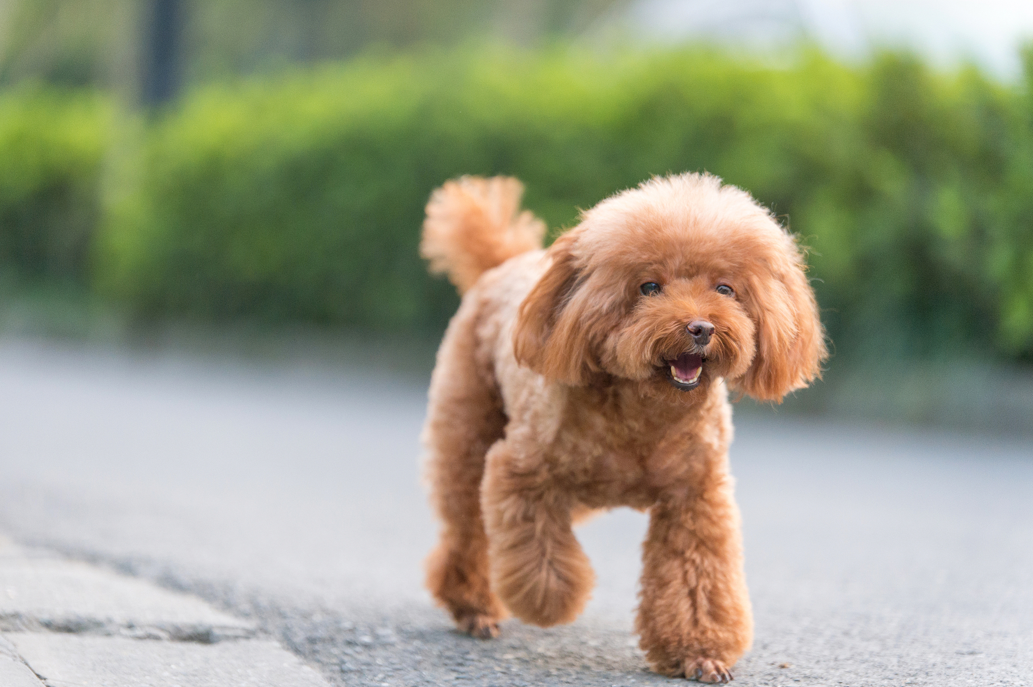 公泰迪犬售价