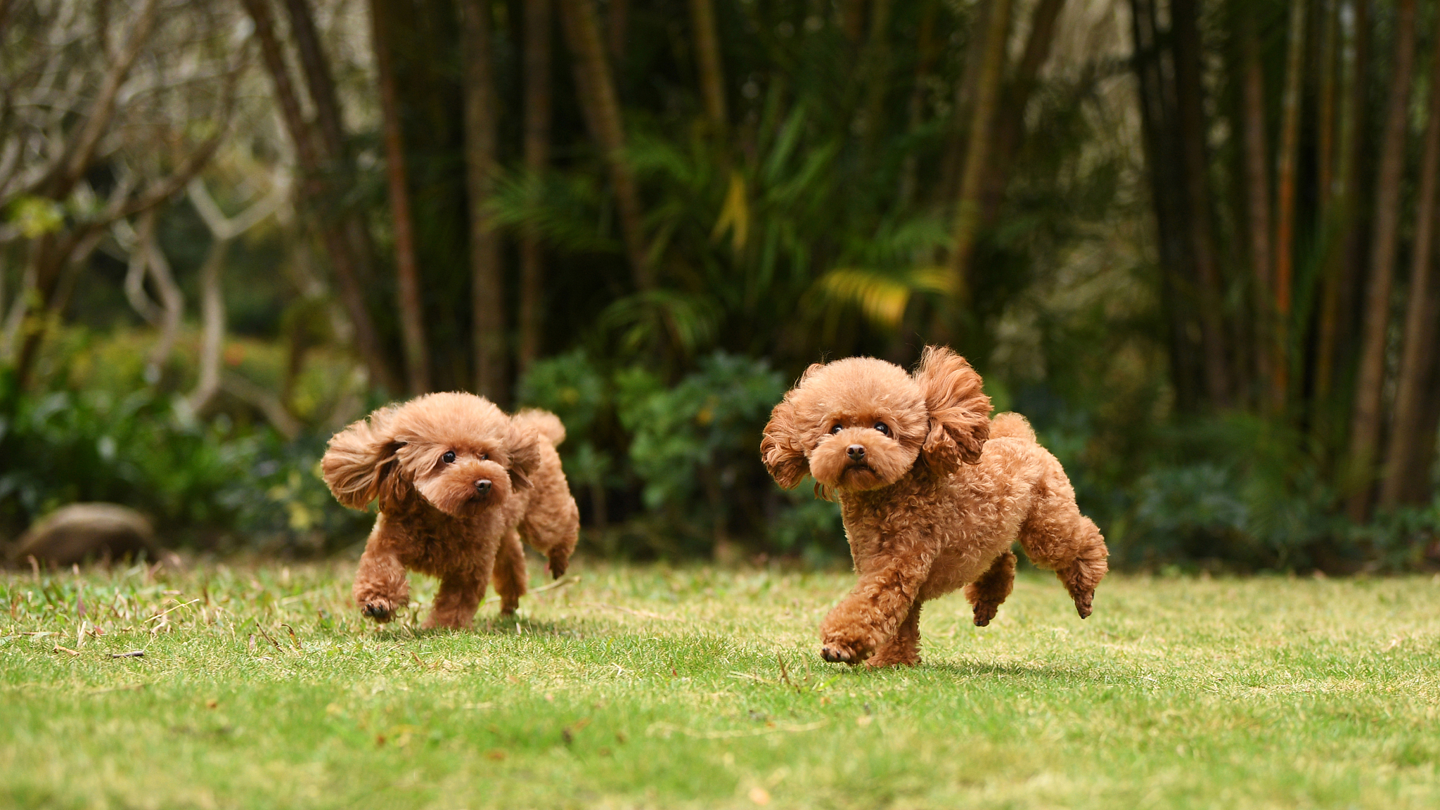 兰州纯种泰迪犬