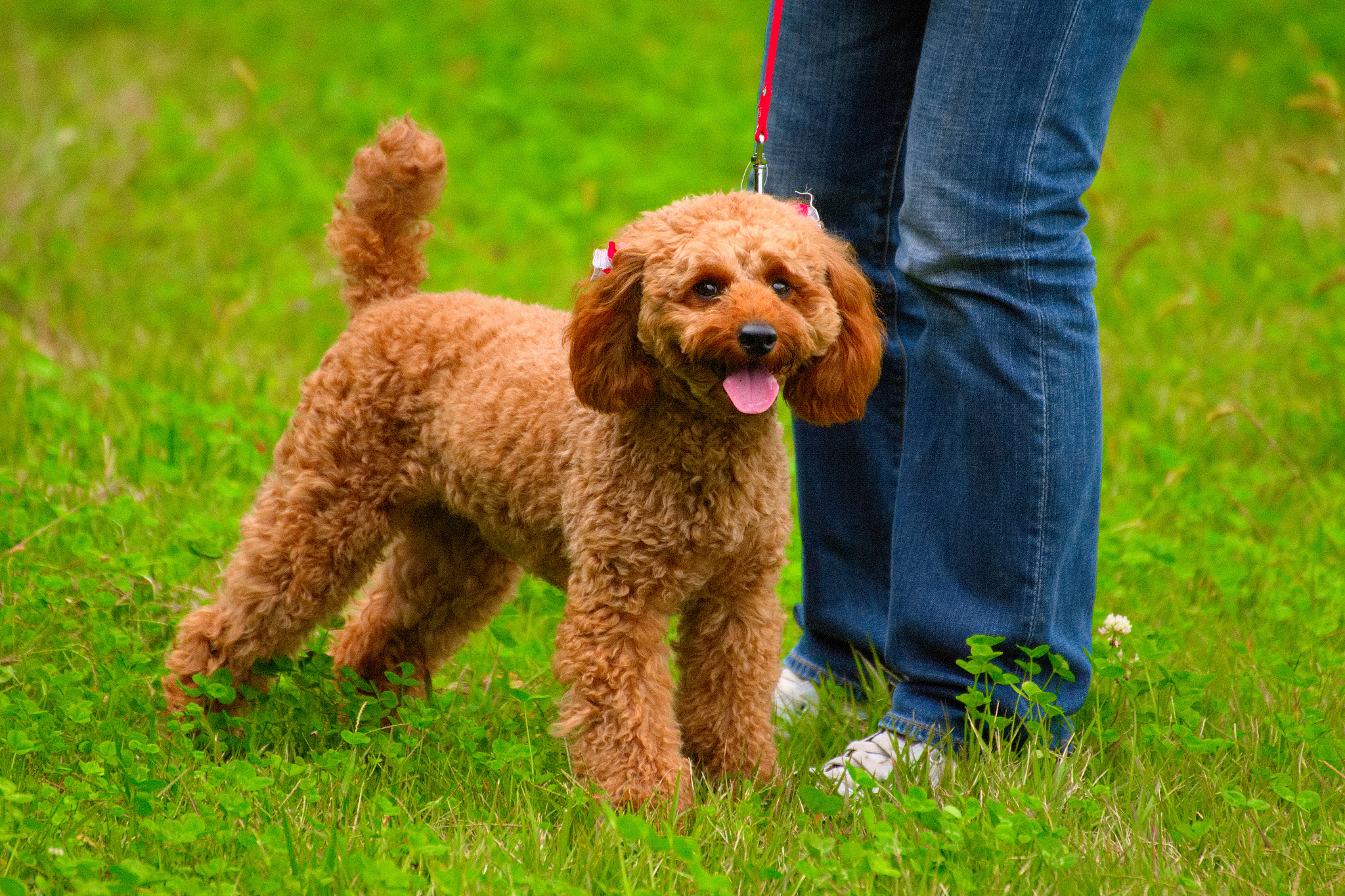 可以买泰迪犬