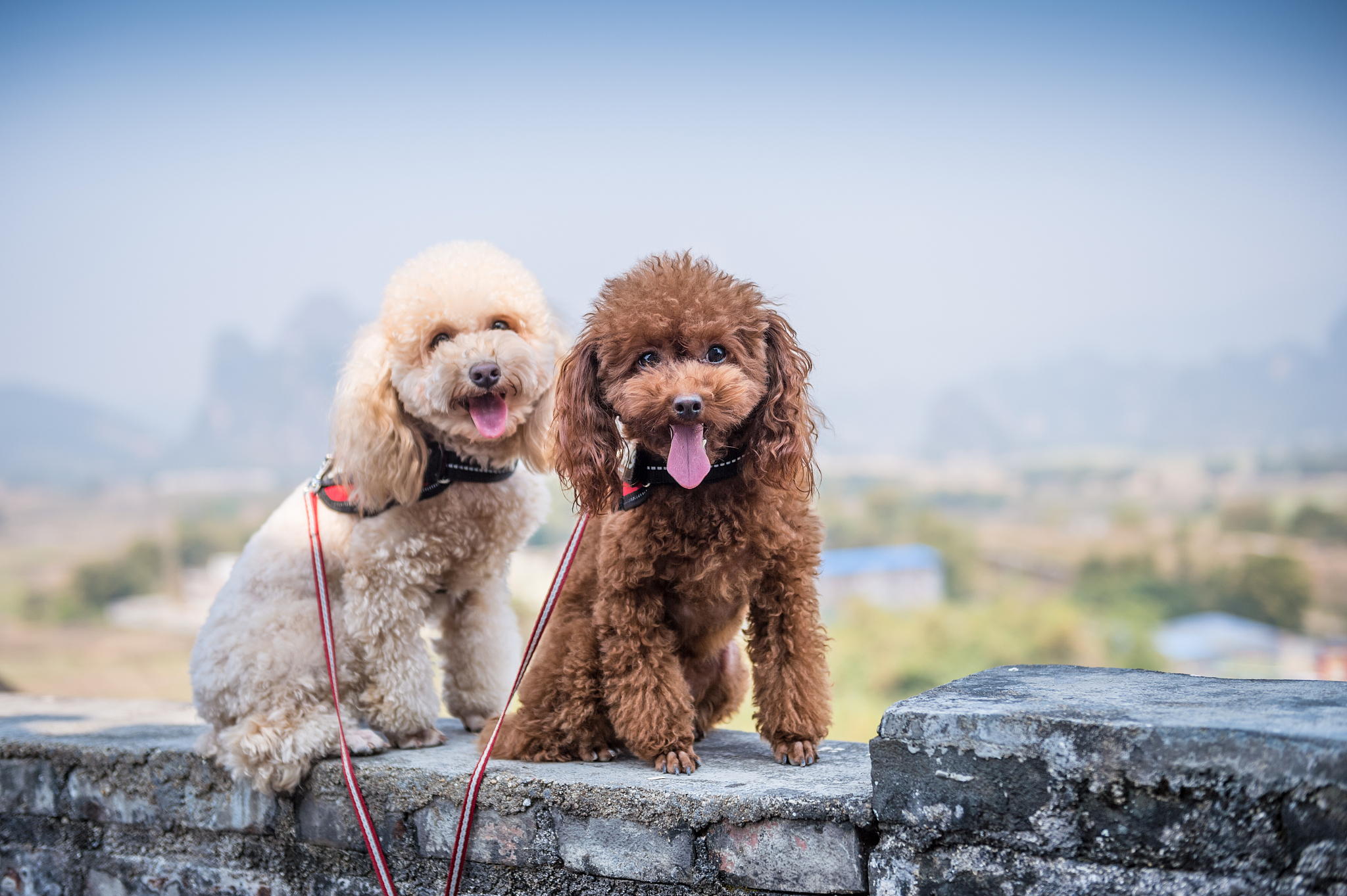 如何教好泰迪犬