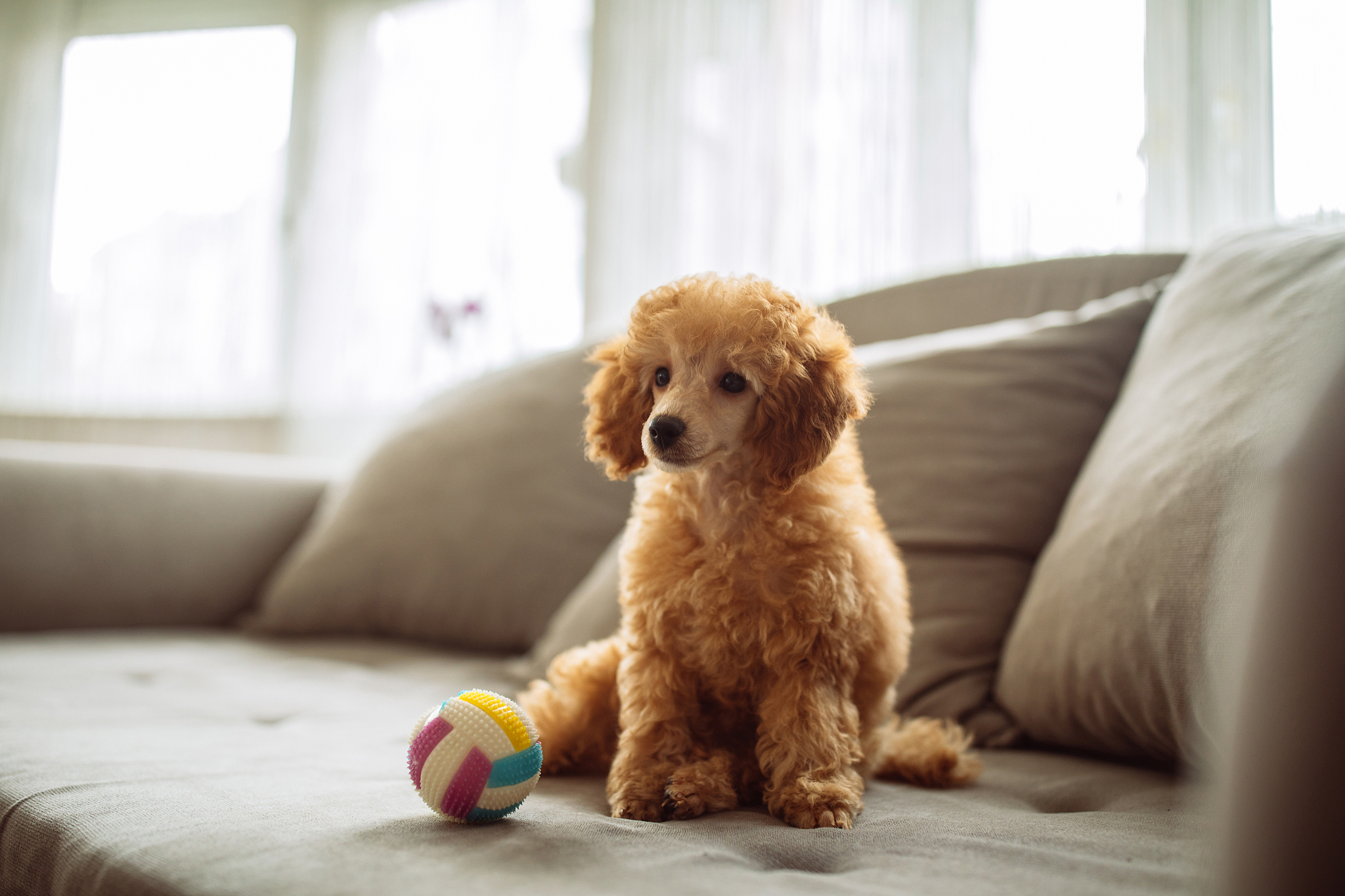 巨型泰迪犬的价格