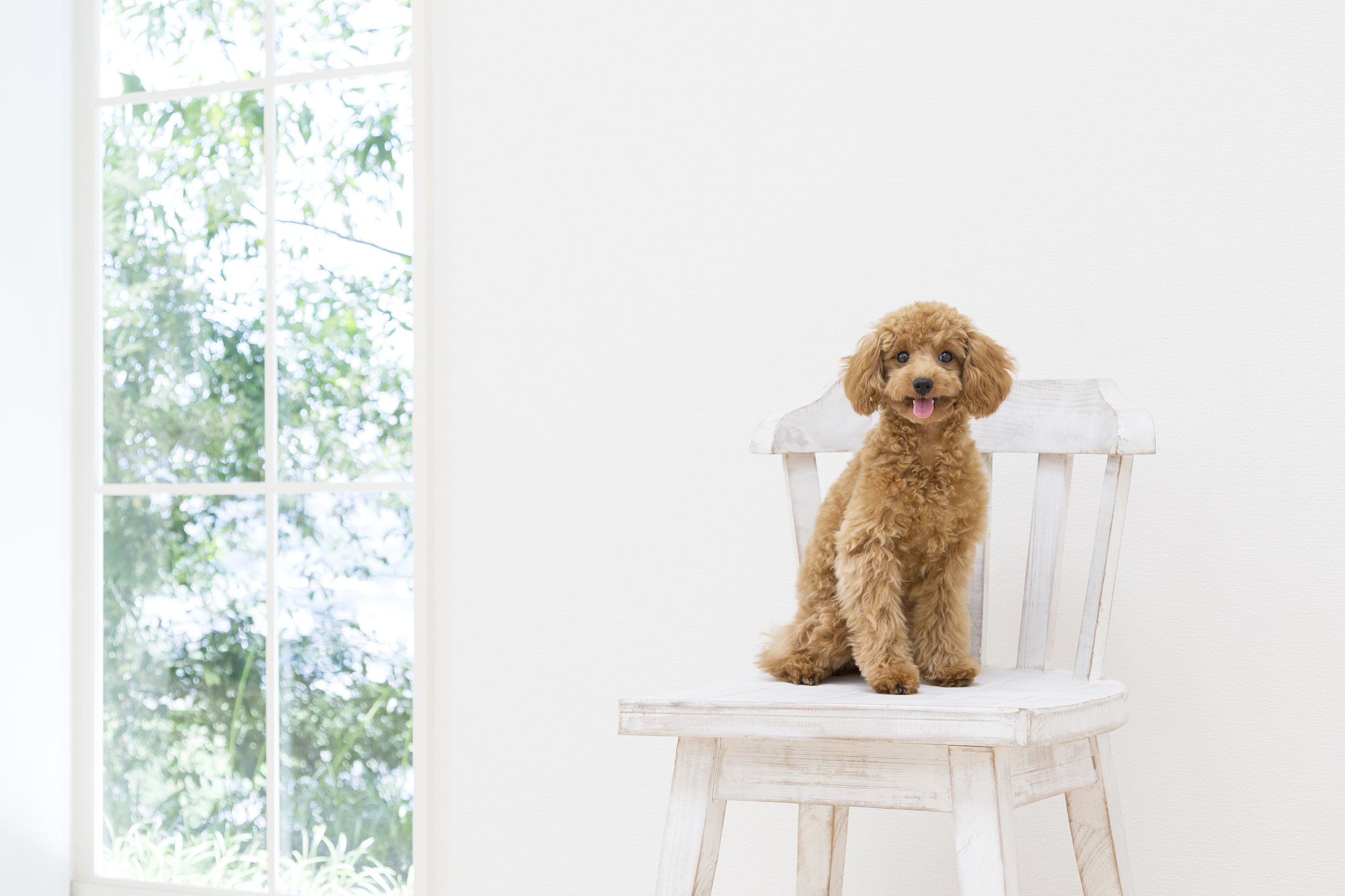 巨贵犬是泰迪吗