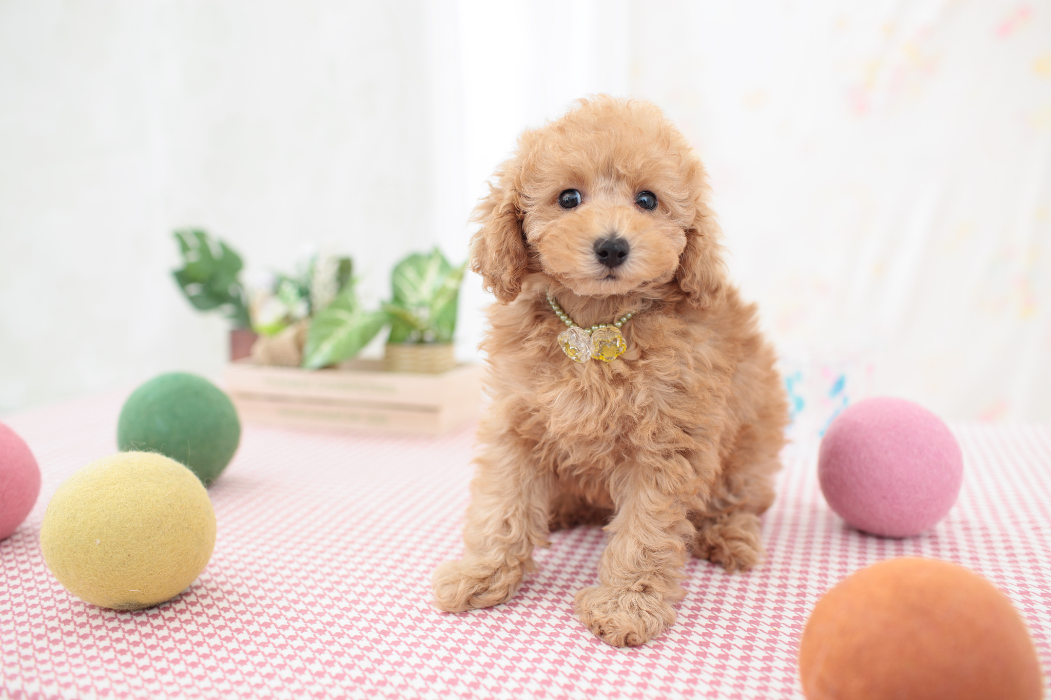 普通泰迪犬多少钱一只