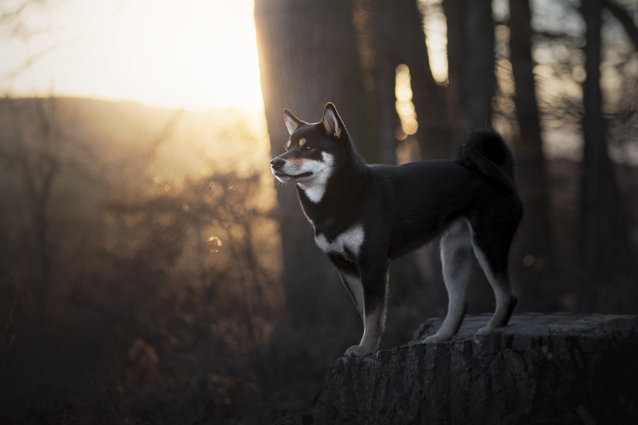 柴犬泰迪哪个好养