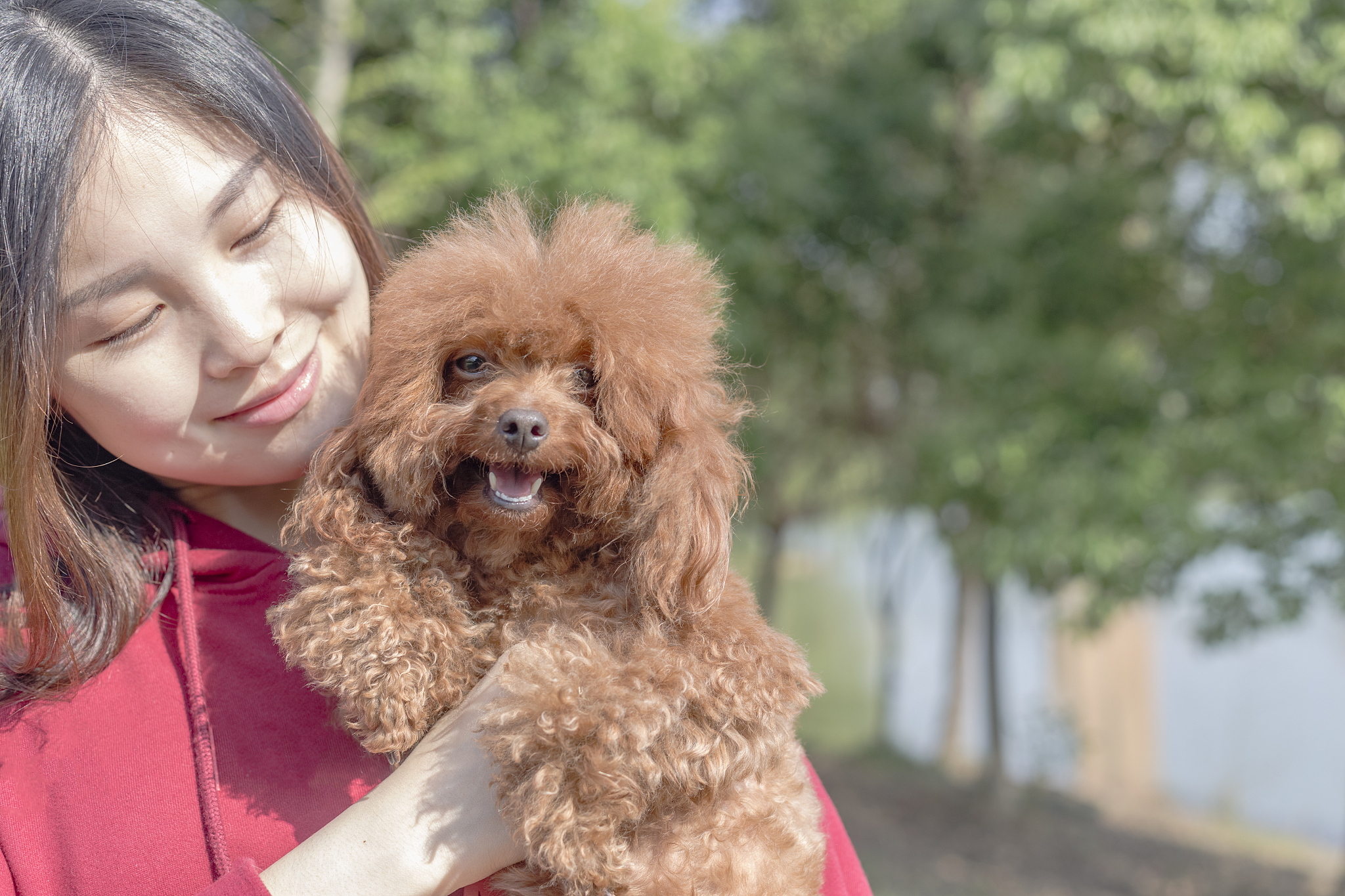 泰迪报价幼犬