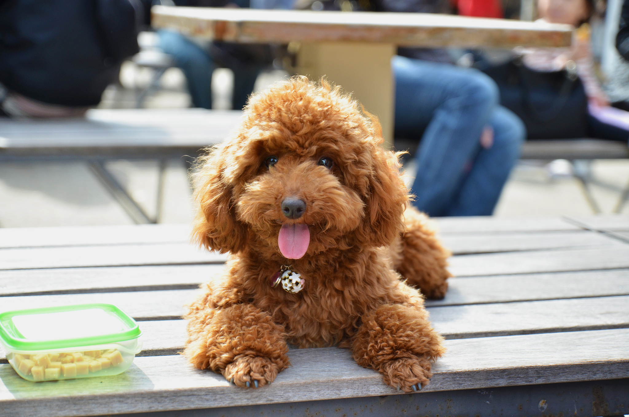 泰迪犬一只价格多少