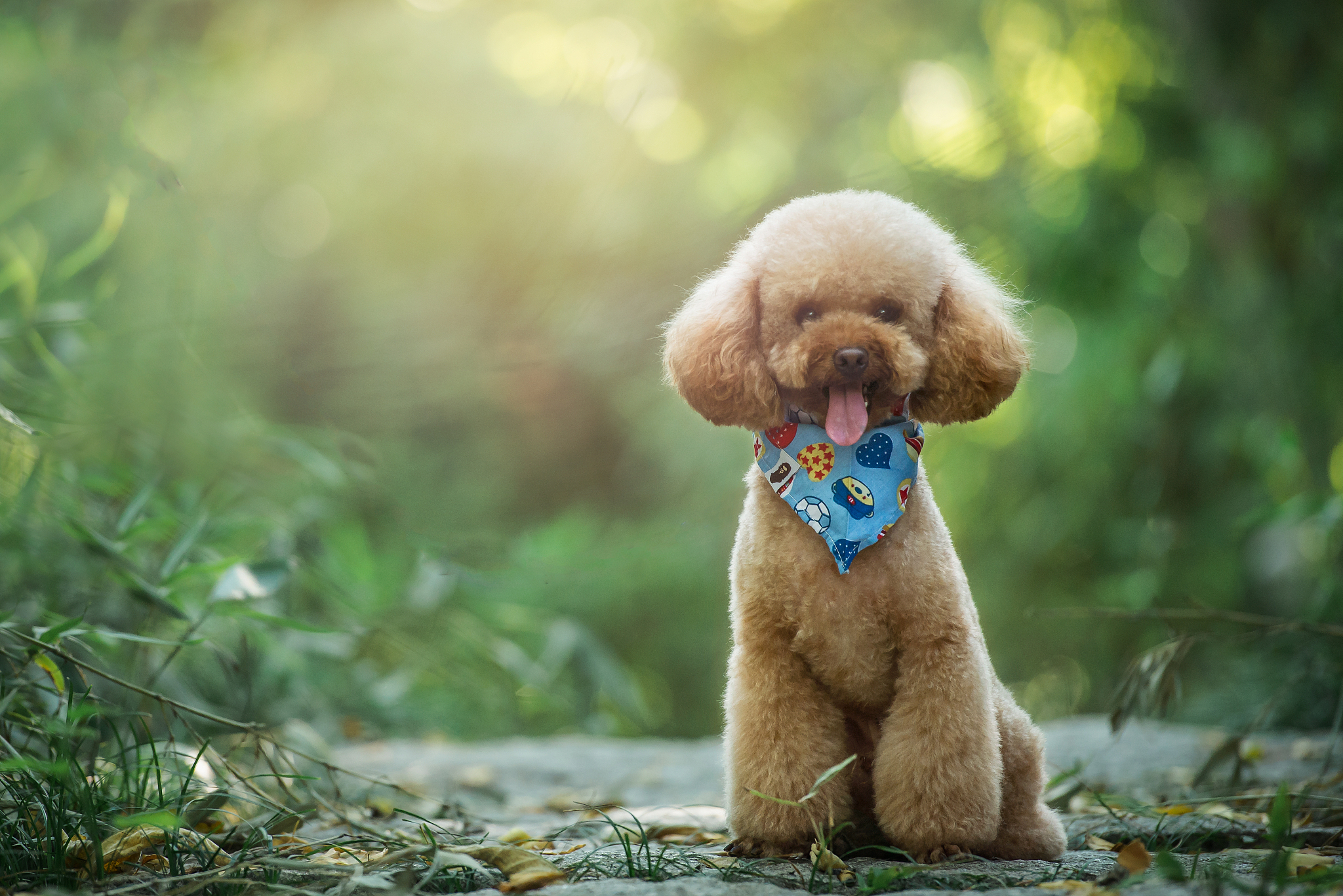 泰迪犬卖多少钱