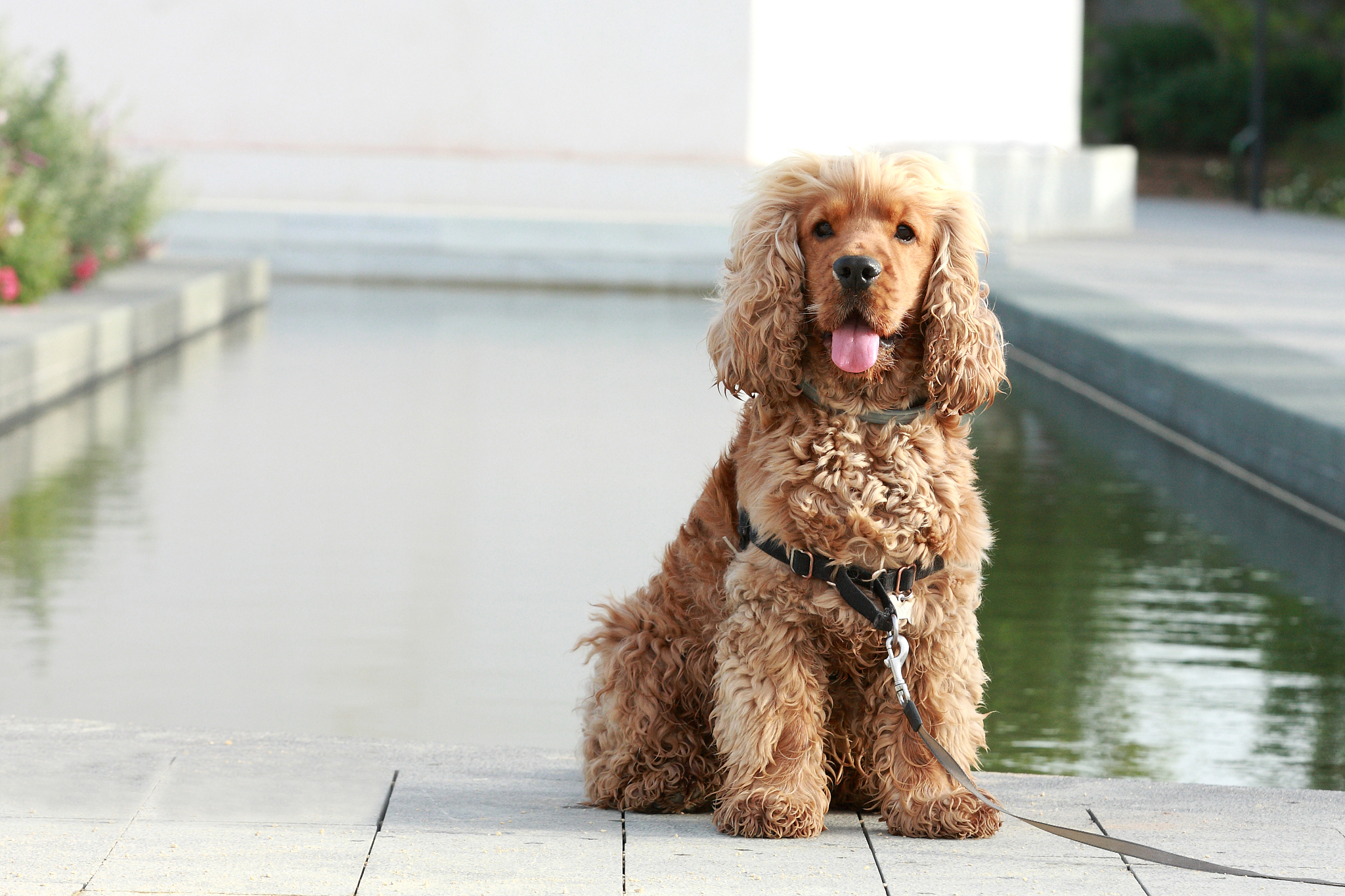 泰迪犬去哪买