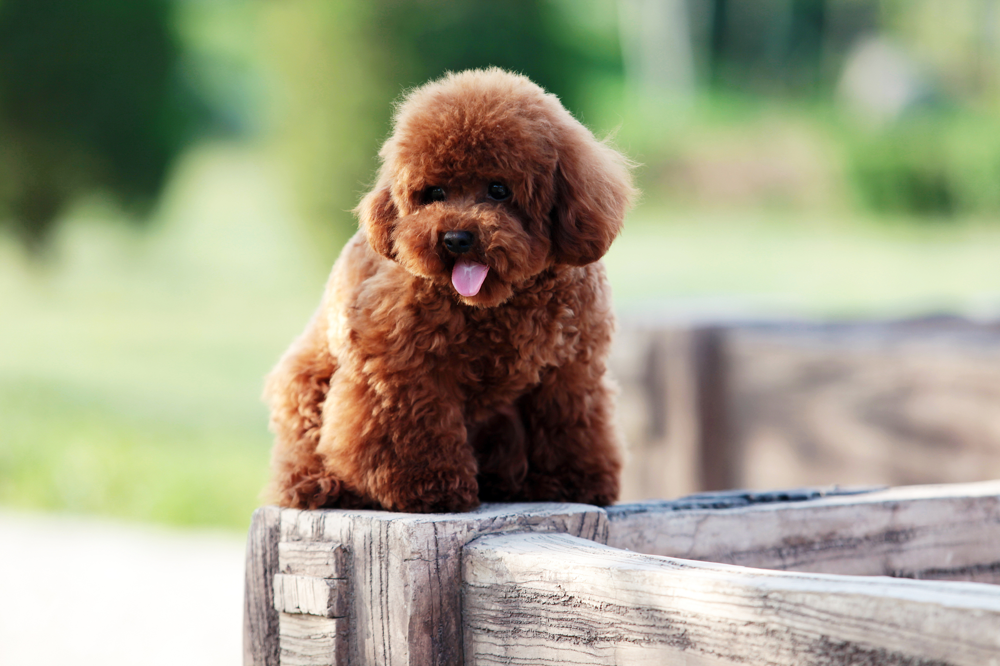 泰迪犬在哪里卖