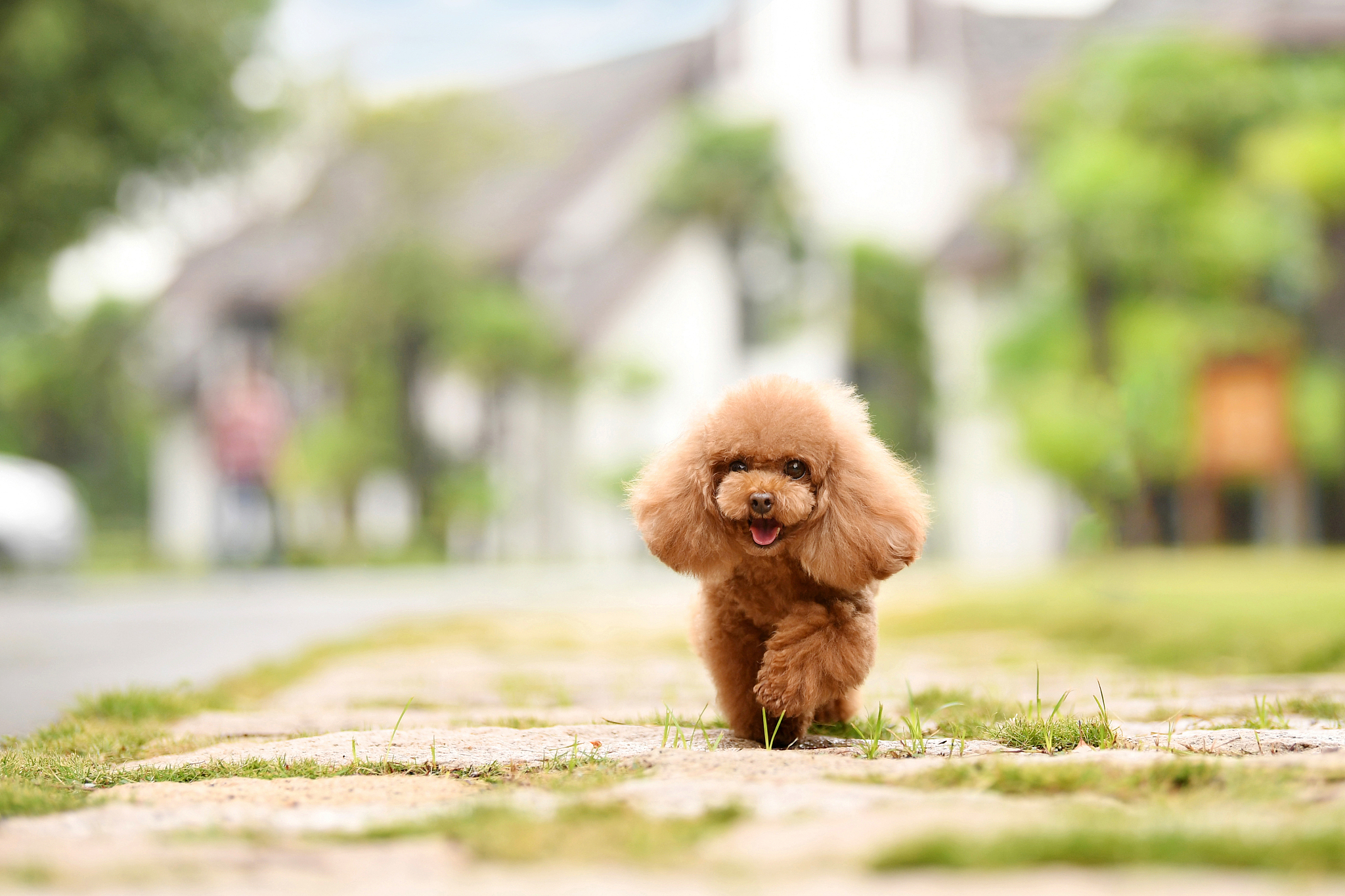 泰迪犬着凉