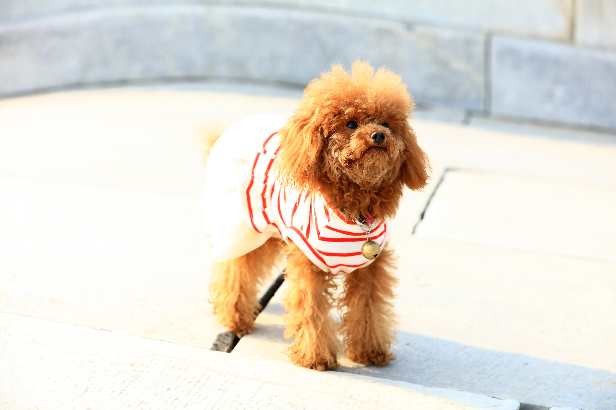 济宁泰迪犬舍