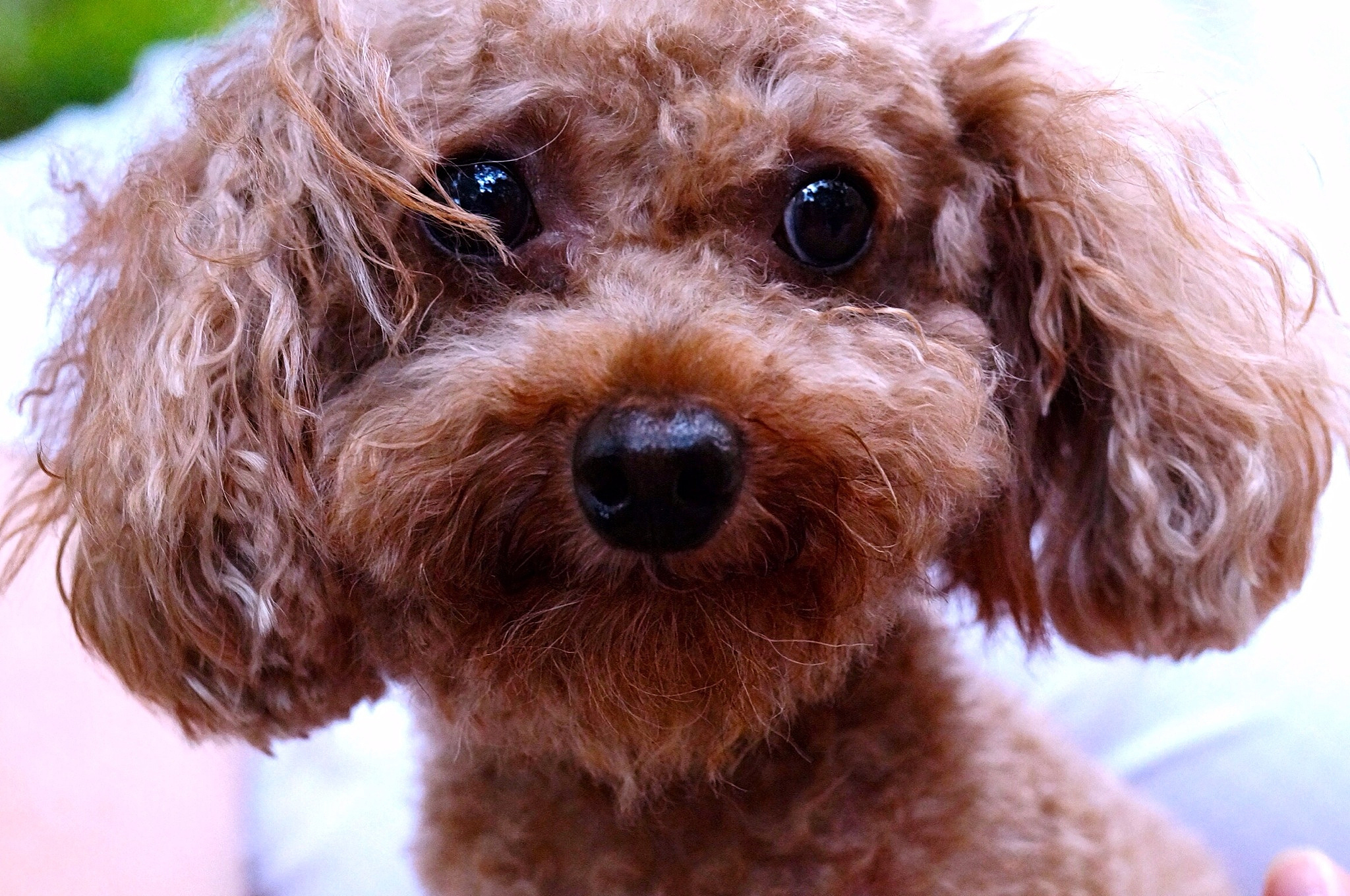 纯正泰迪犬价格