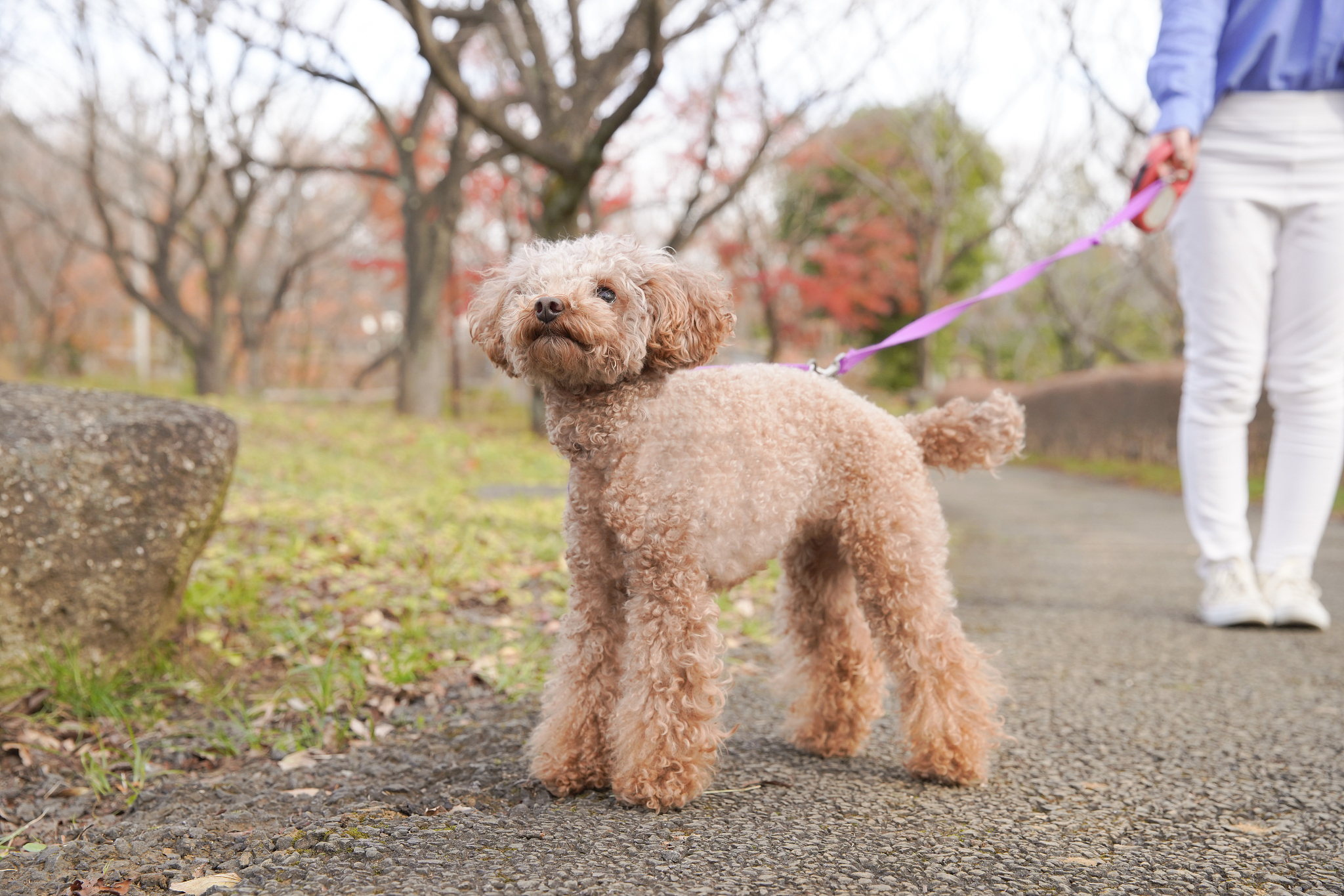 纯种灰泰迪幼犬多少钱一只