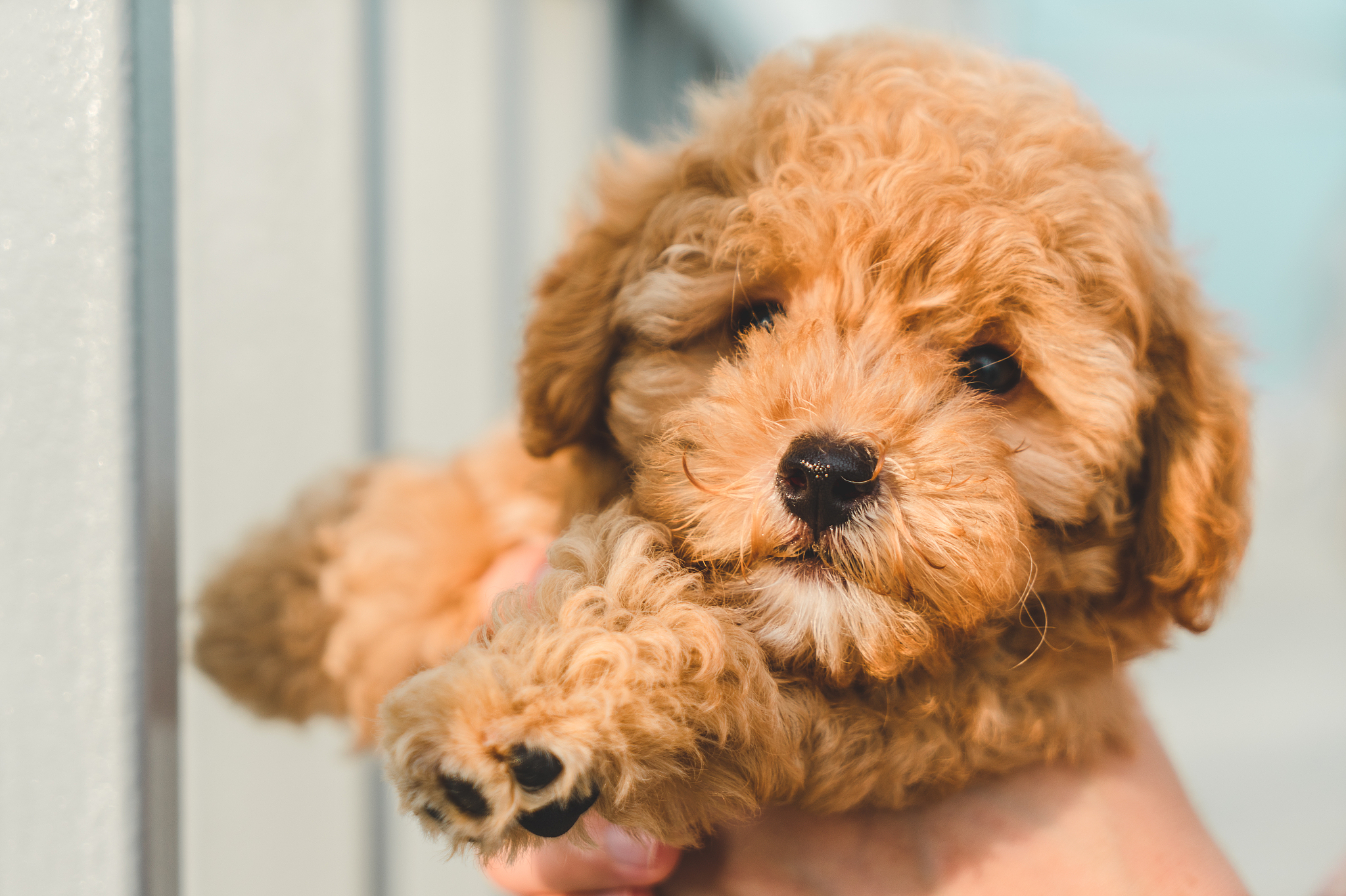 花泰迪成犬