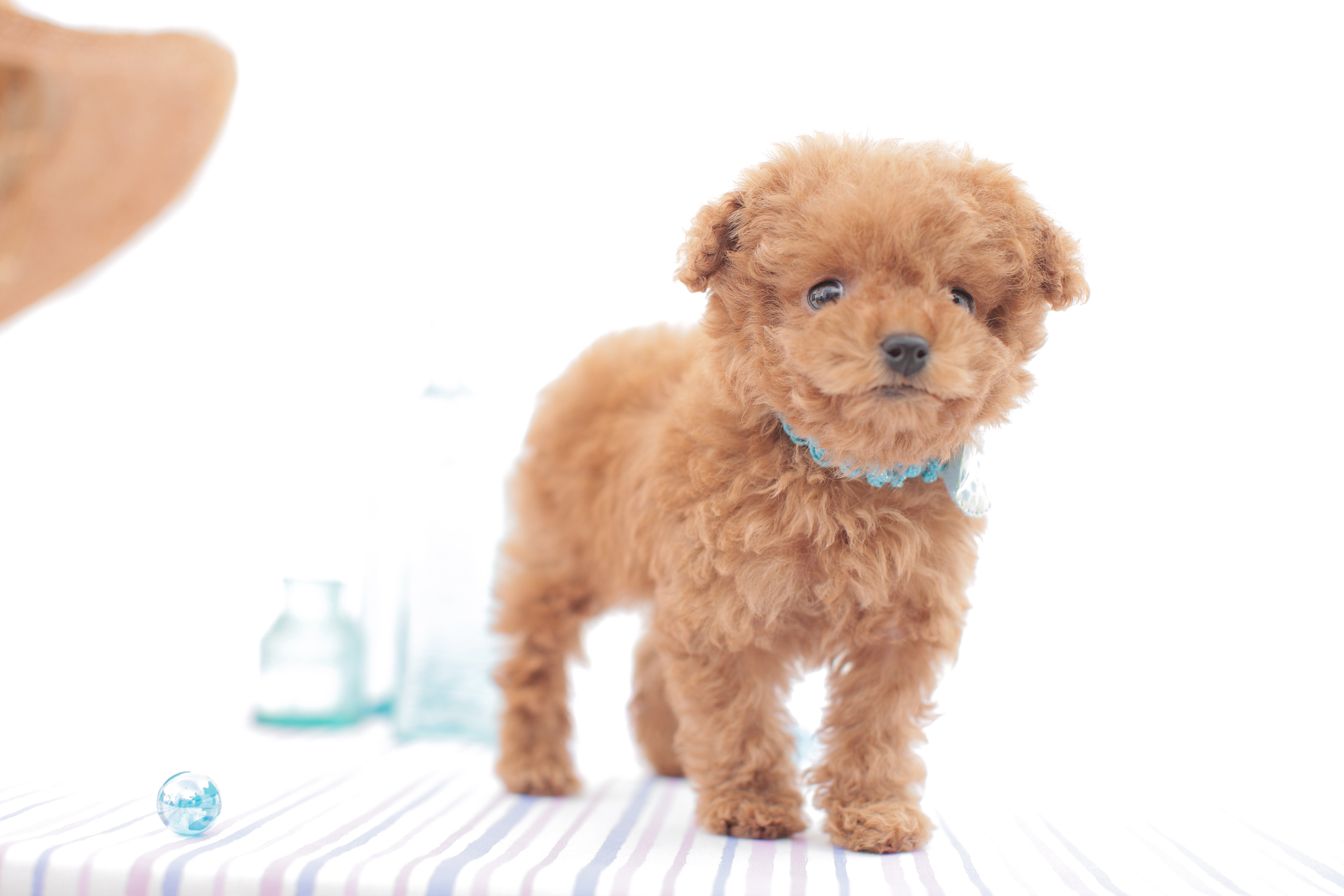 纯种泰迪犬幼犬狗狗出售 宠物泰迪犬可支付宝交易 泰迪/贵宾 /编号10024500 - 宝贝它