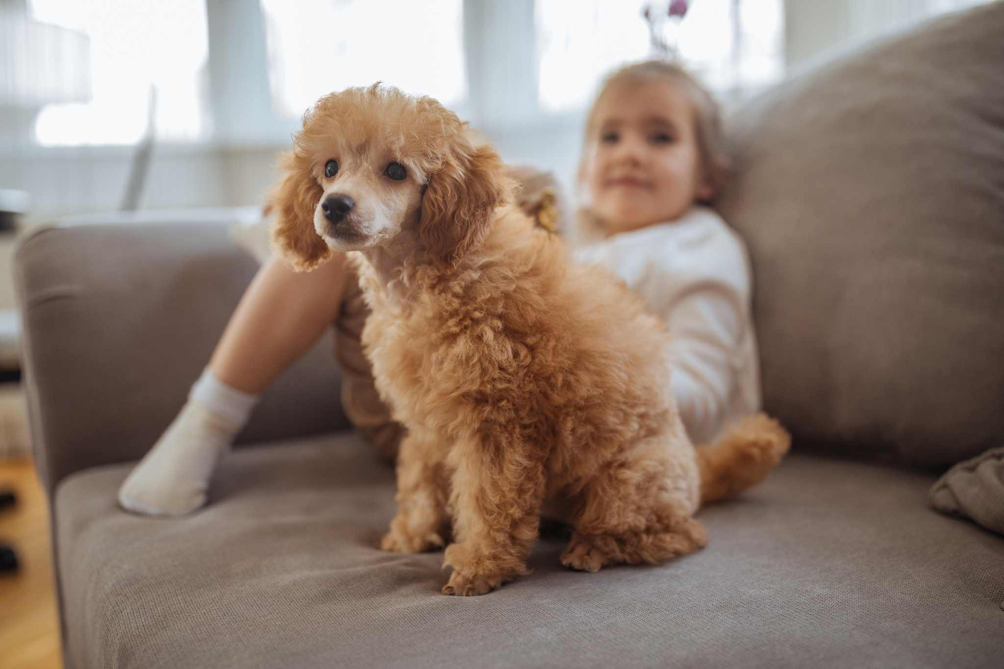 茶杯泰迪犬最低多少元